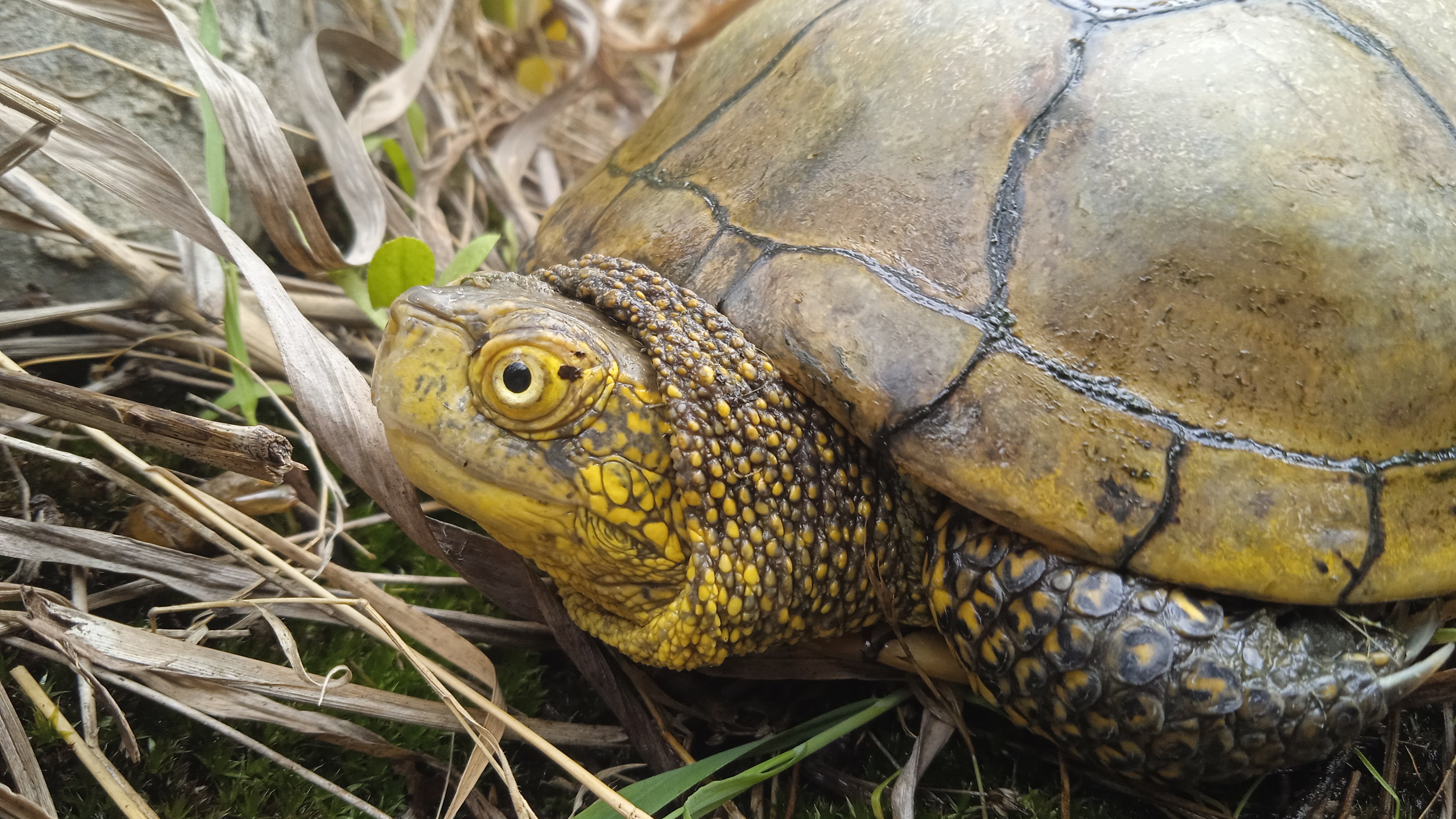 Thumbnail 3 Emys orbicularis