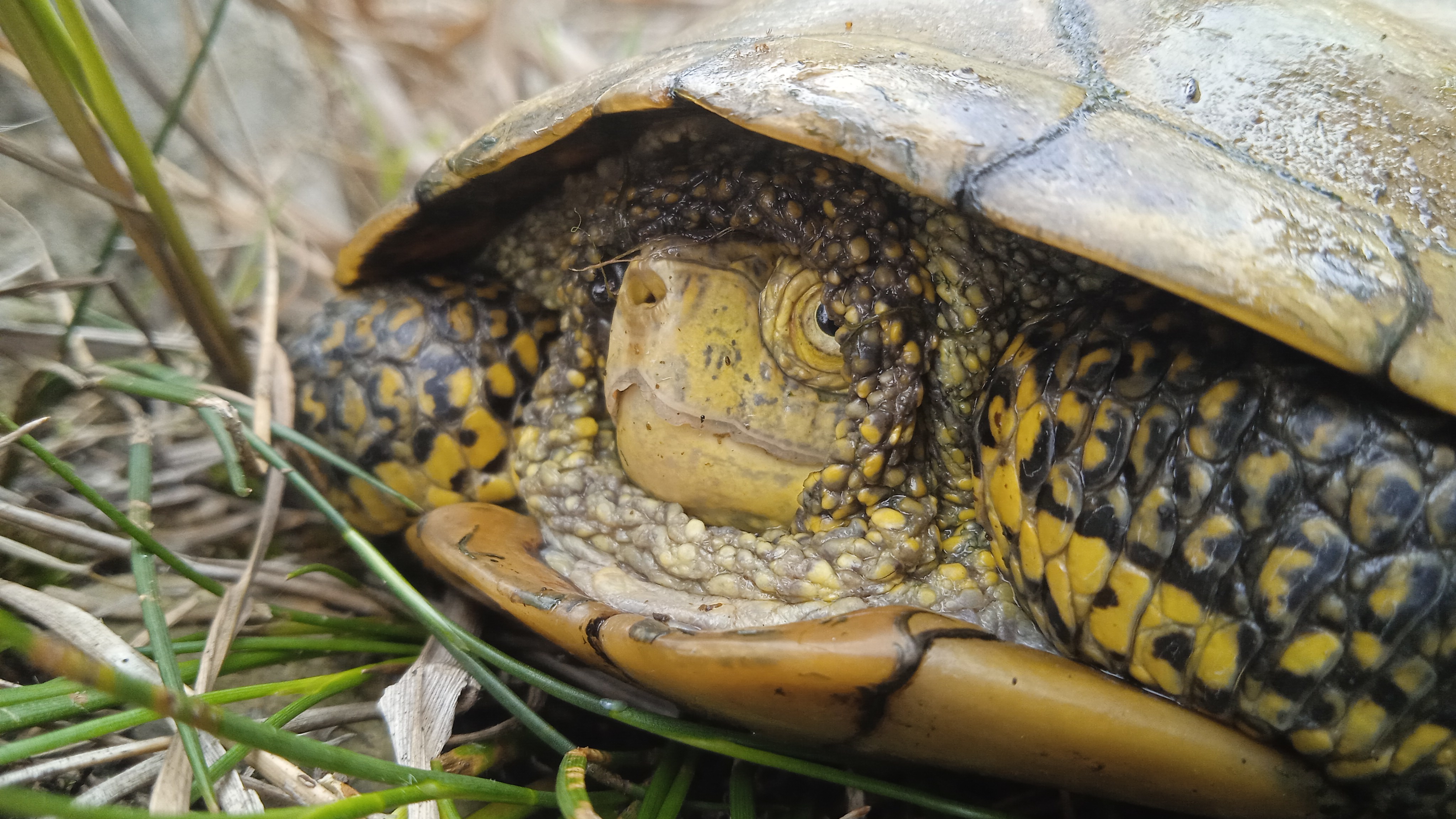 Thumbnail 5 Emys orbicularis