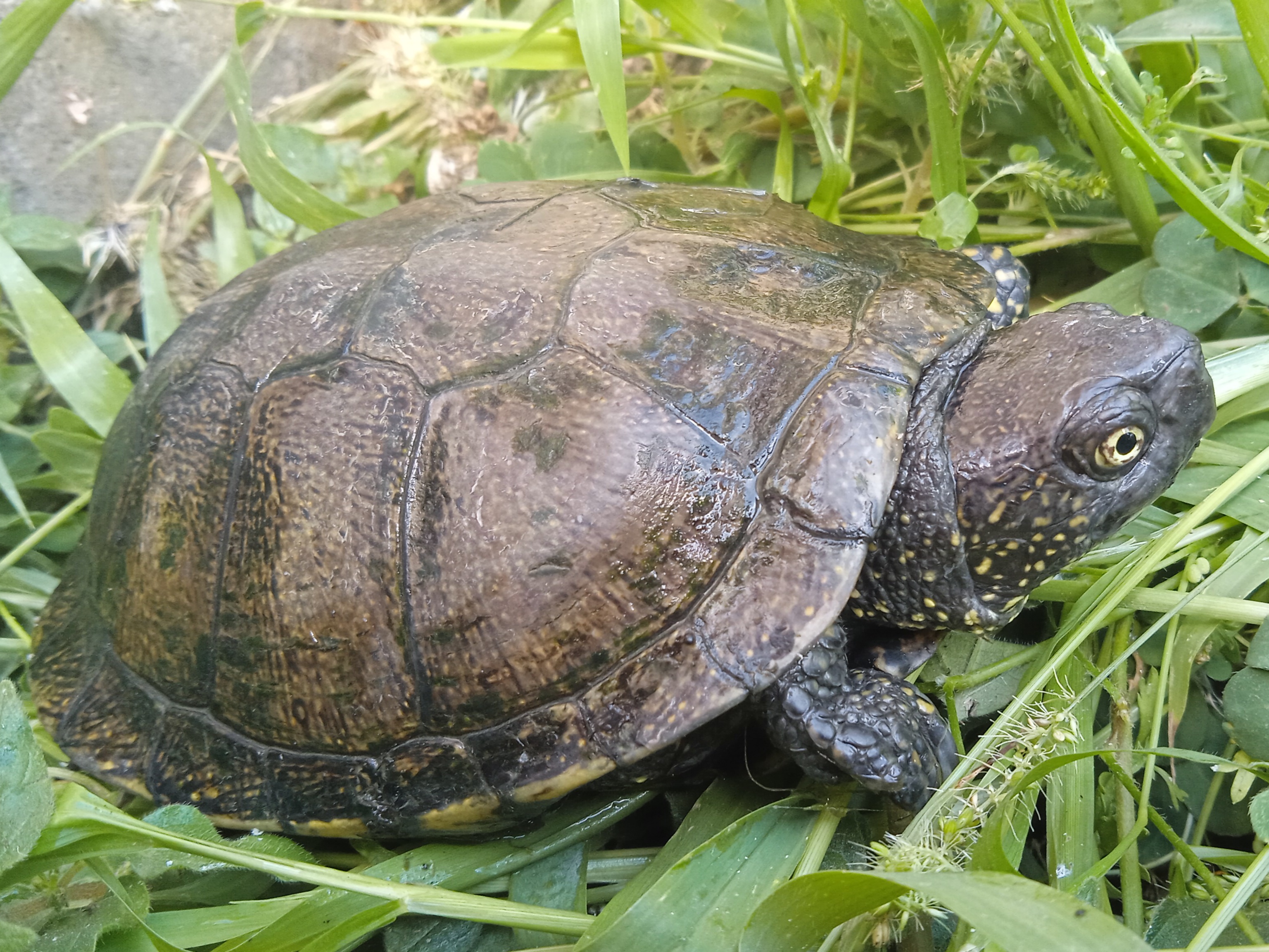 Thumbnail 8 Emys orbicularis