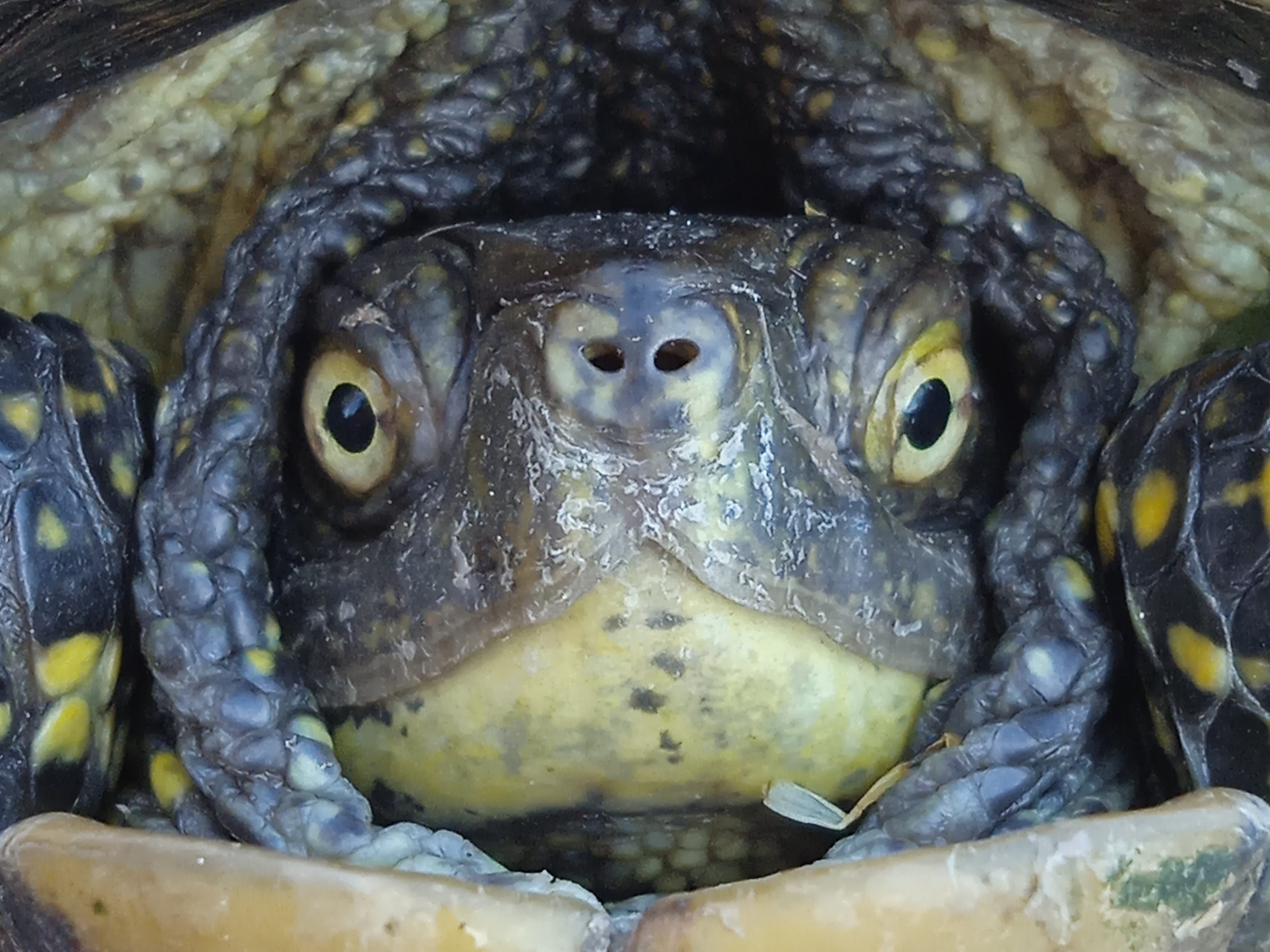 Thumbnail 10 Emys orbicularis