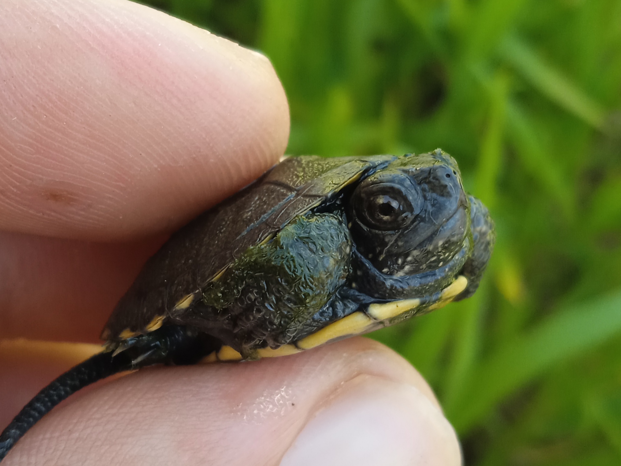 Thumbnail 11 Emys orbicularis