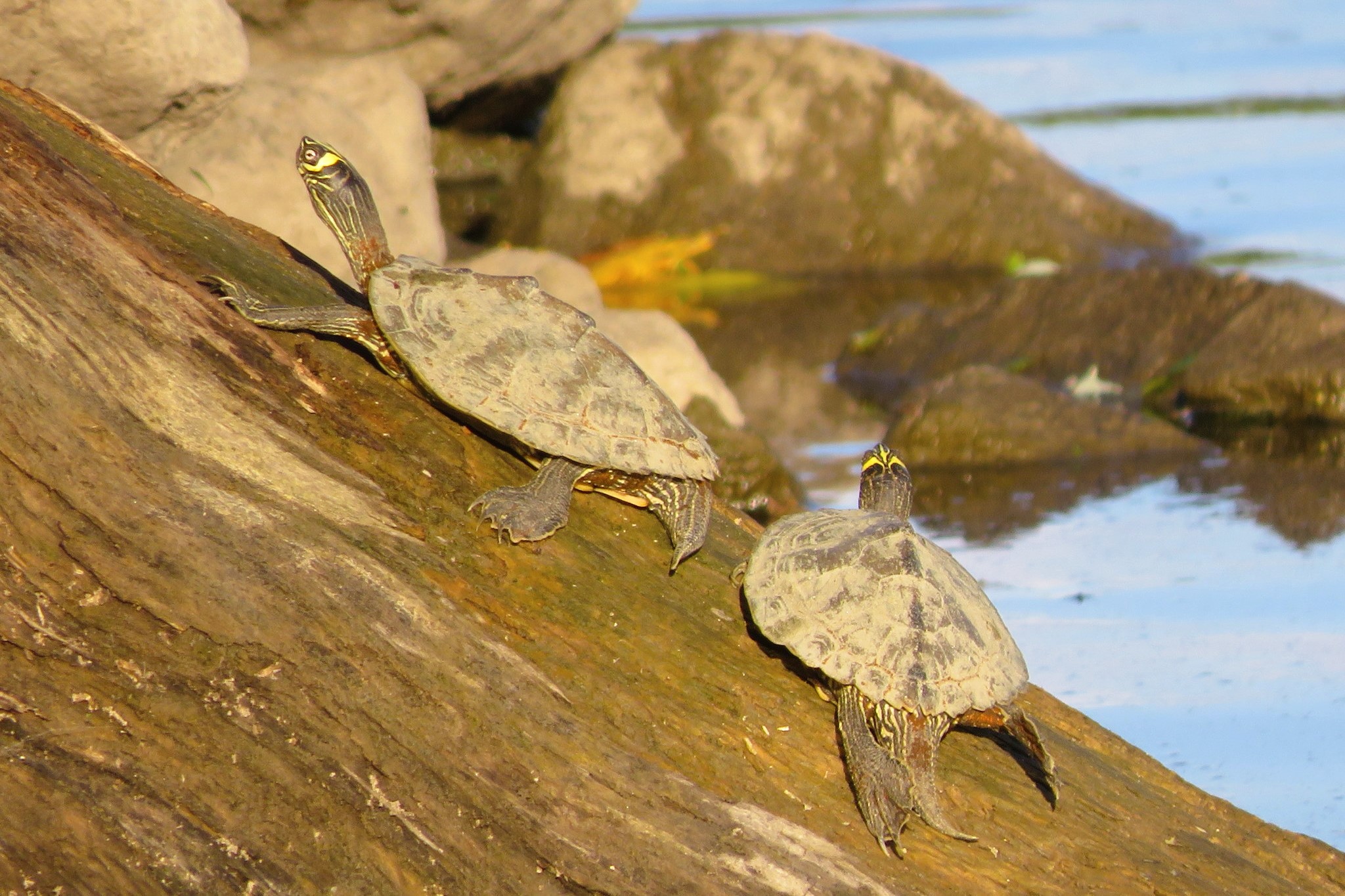 Thumbnail 3 Graptemys pseudogeographica kohni