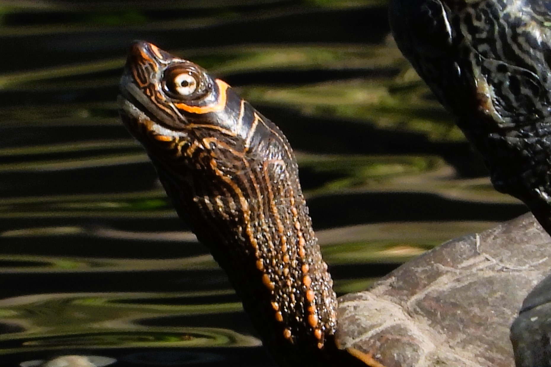 Thumbnail 6 Graptemys pseudogeographica kohni