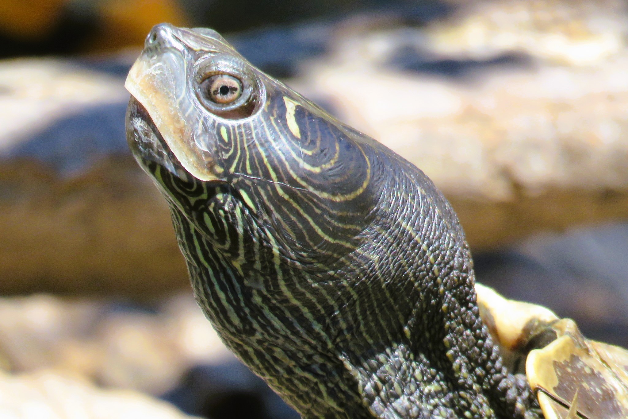 Thumbnail 2 Graptemys pseudogeographica