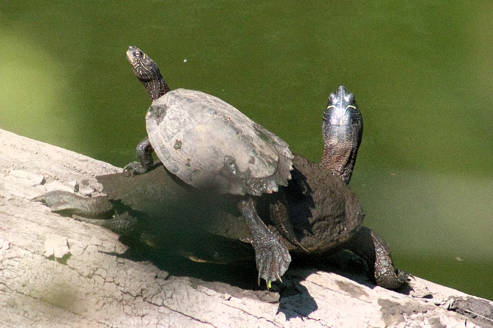Thumbnail 5 Graptemys pseudogeographica