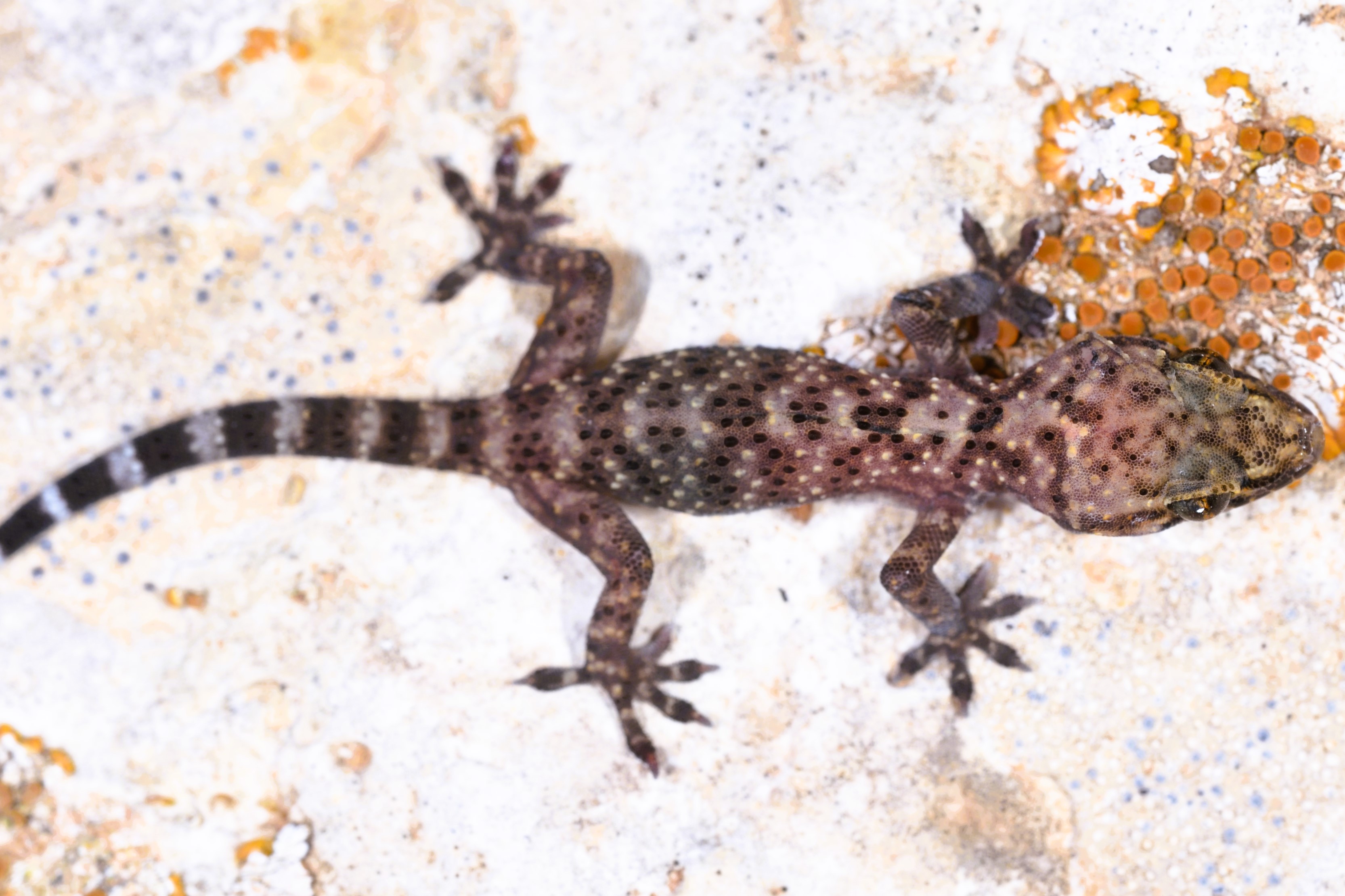 Thumbnail 2 Hemidactylus turcicus