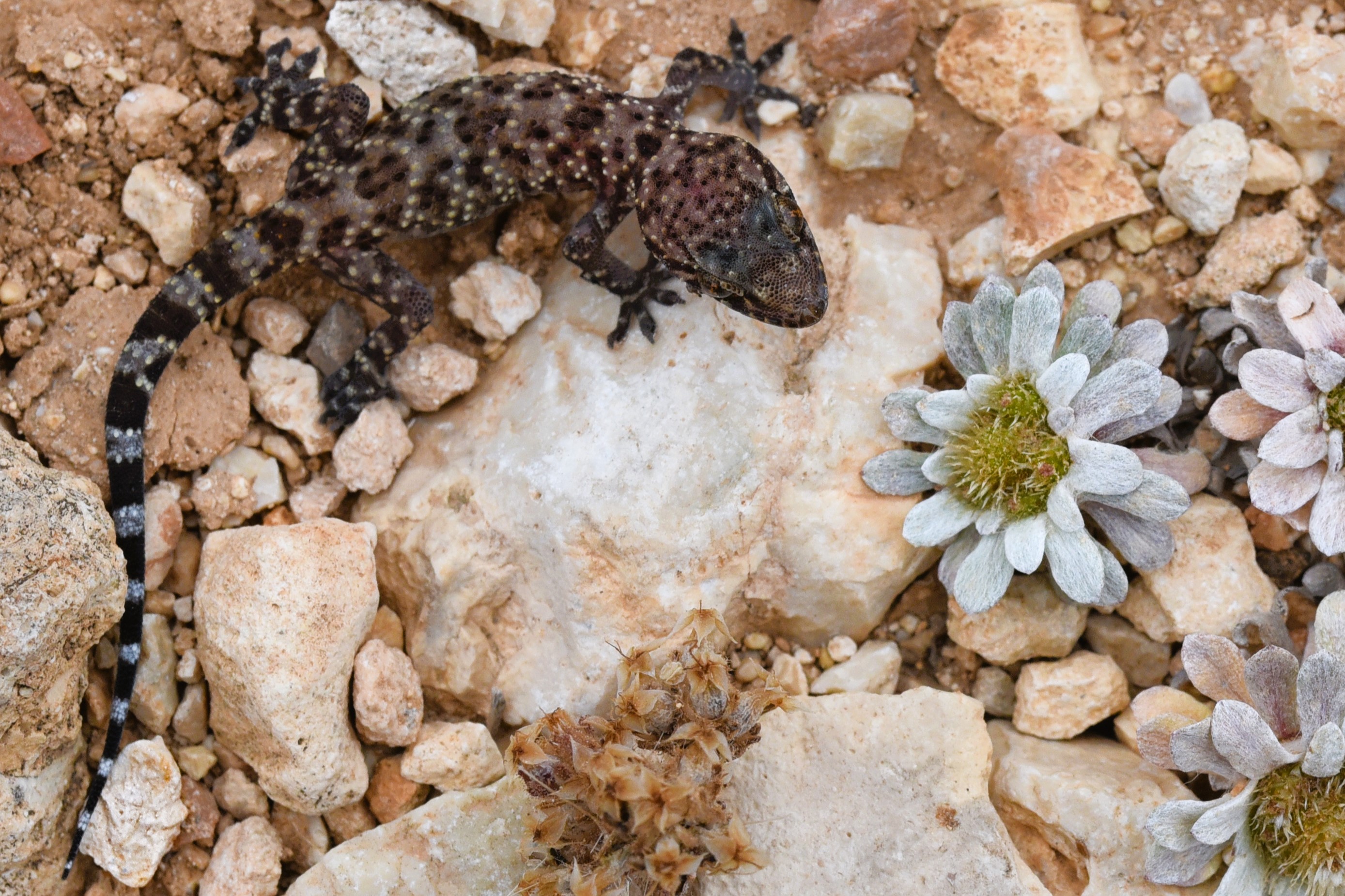 Thumbnail 4 Hemidactylus turcicus