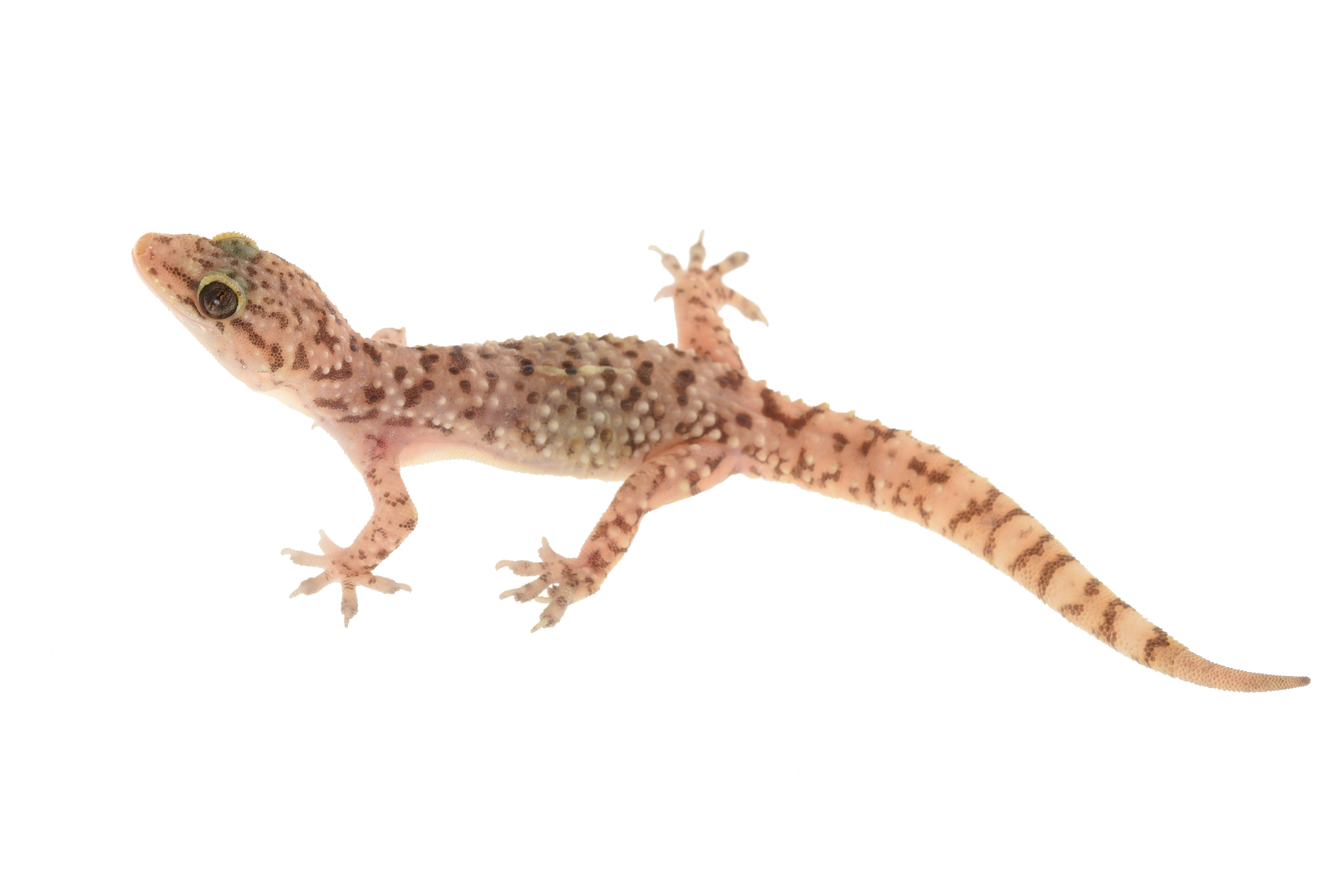 Thumbnail 5 Hemidactylus turcicus