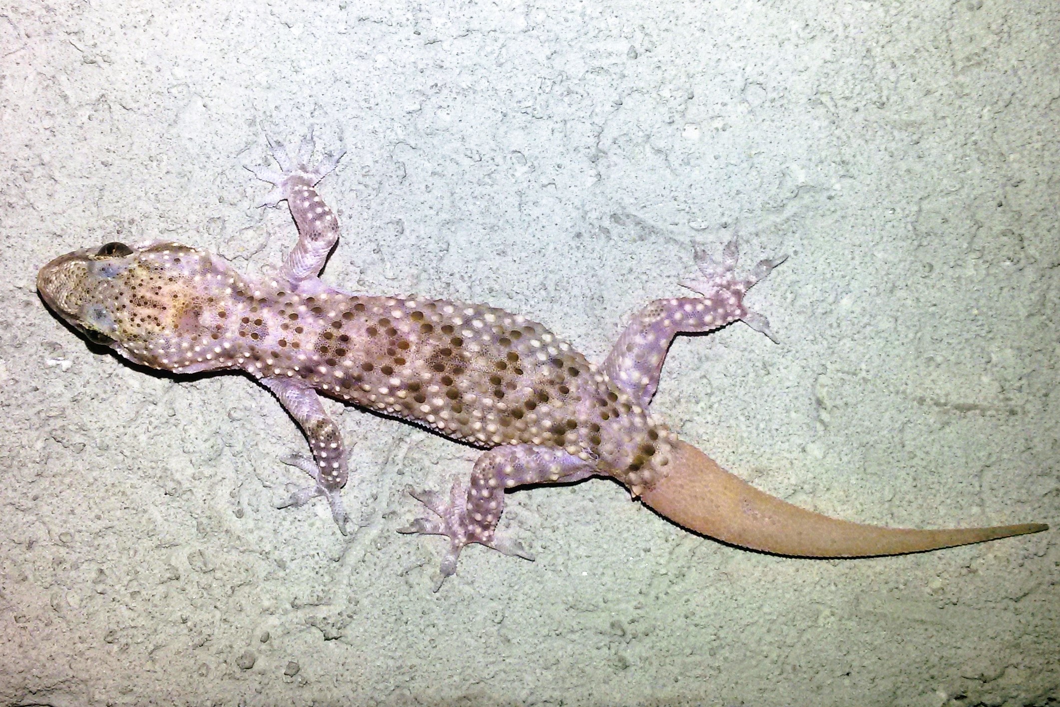 Thumbnail 6 Hemidactylus turcicus