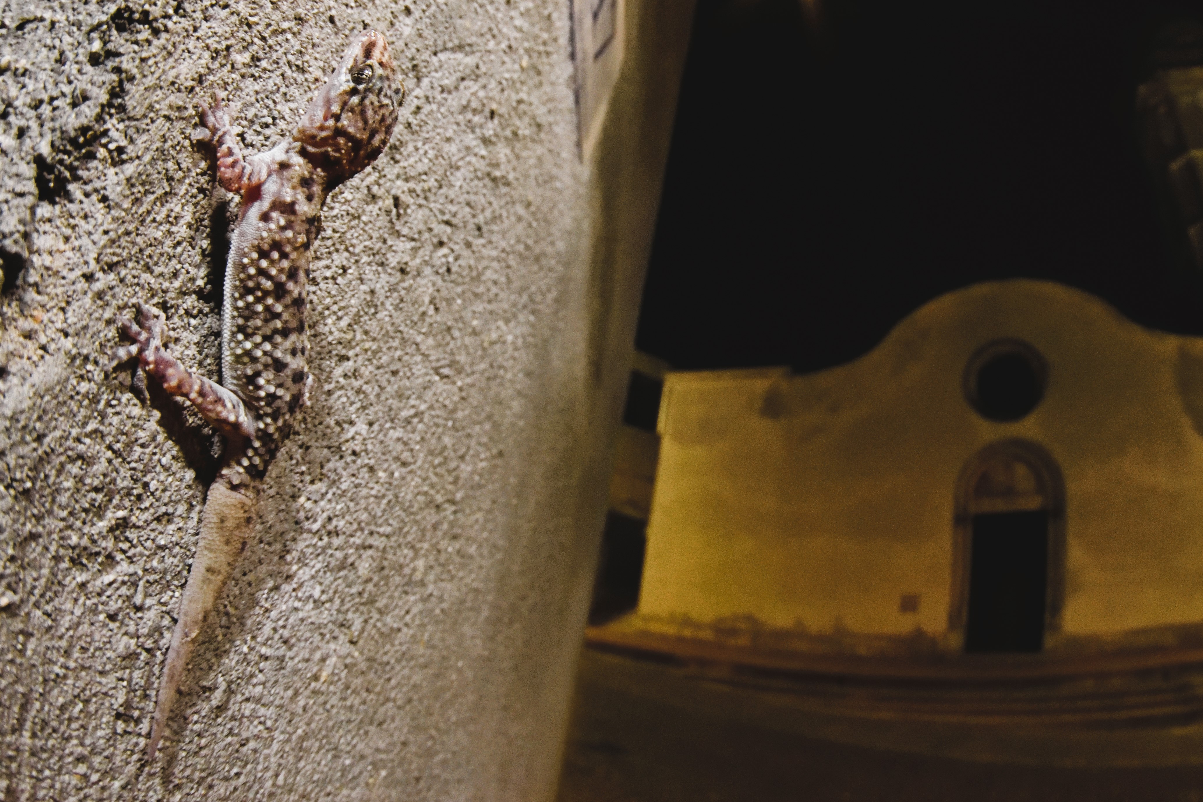 Thumbnail 7 Hemidactylus turcicus