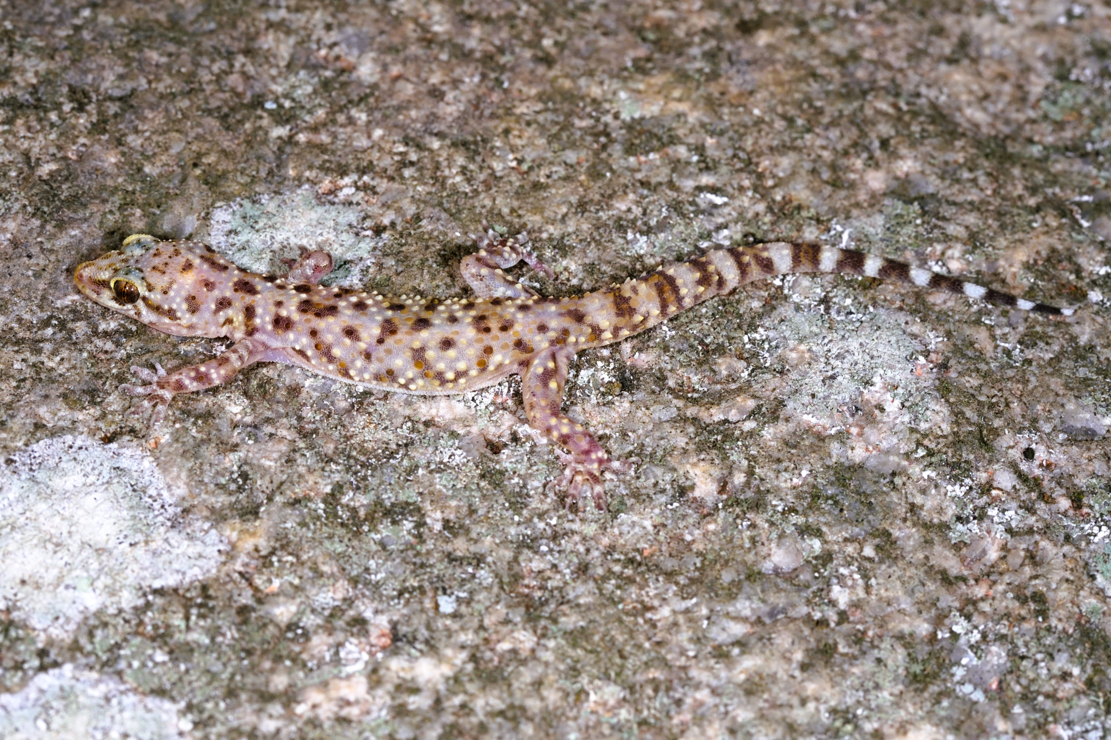 Thumbnail 8 Hemidactylus turcicus