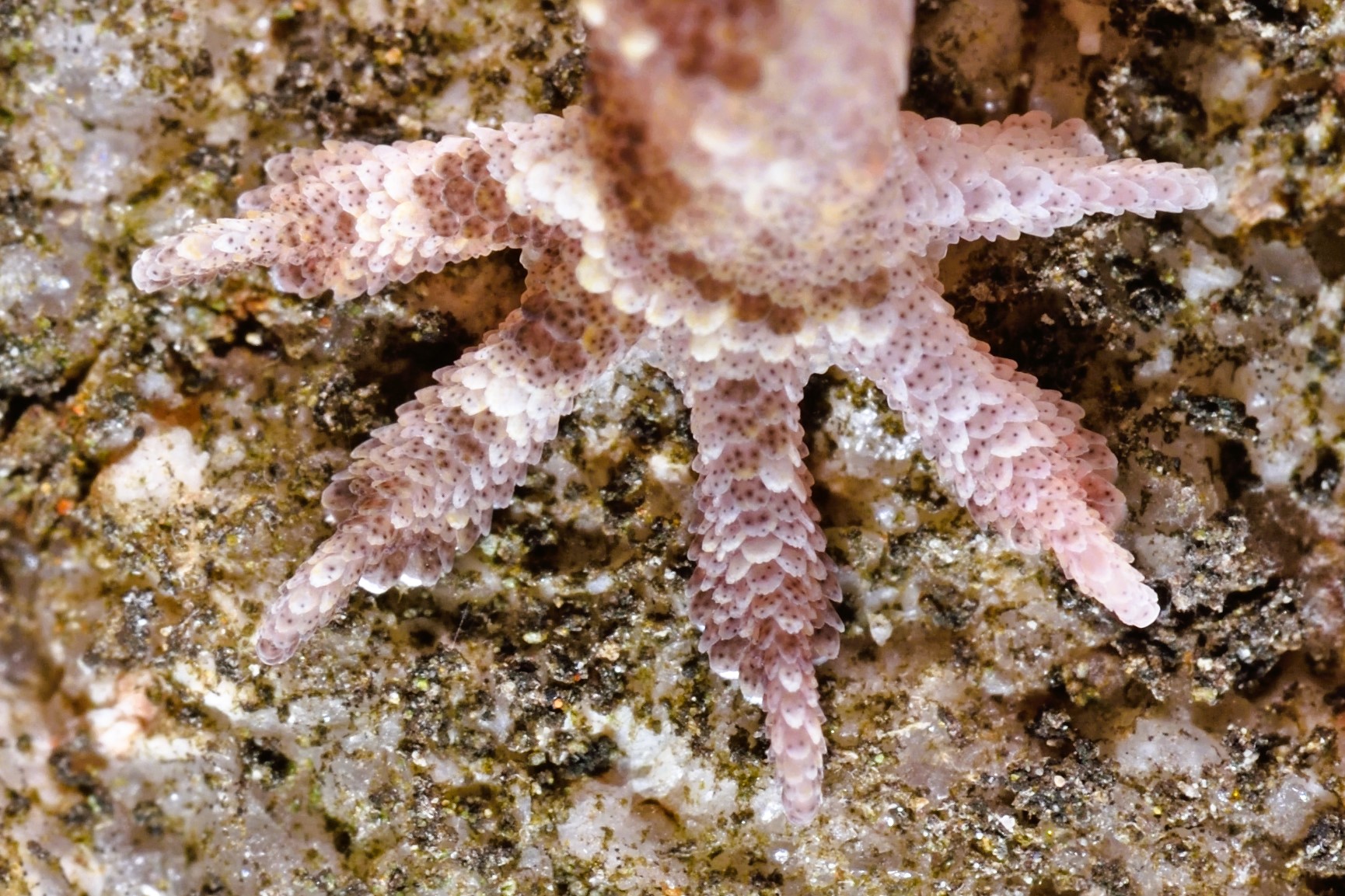 Thumbnail 10 Hemidactylus turcicus