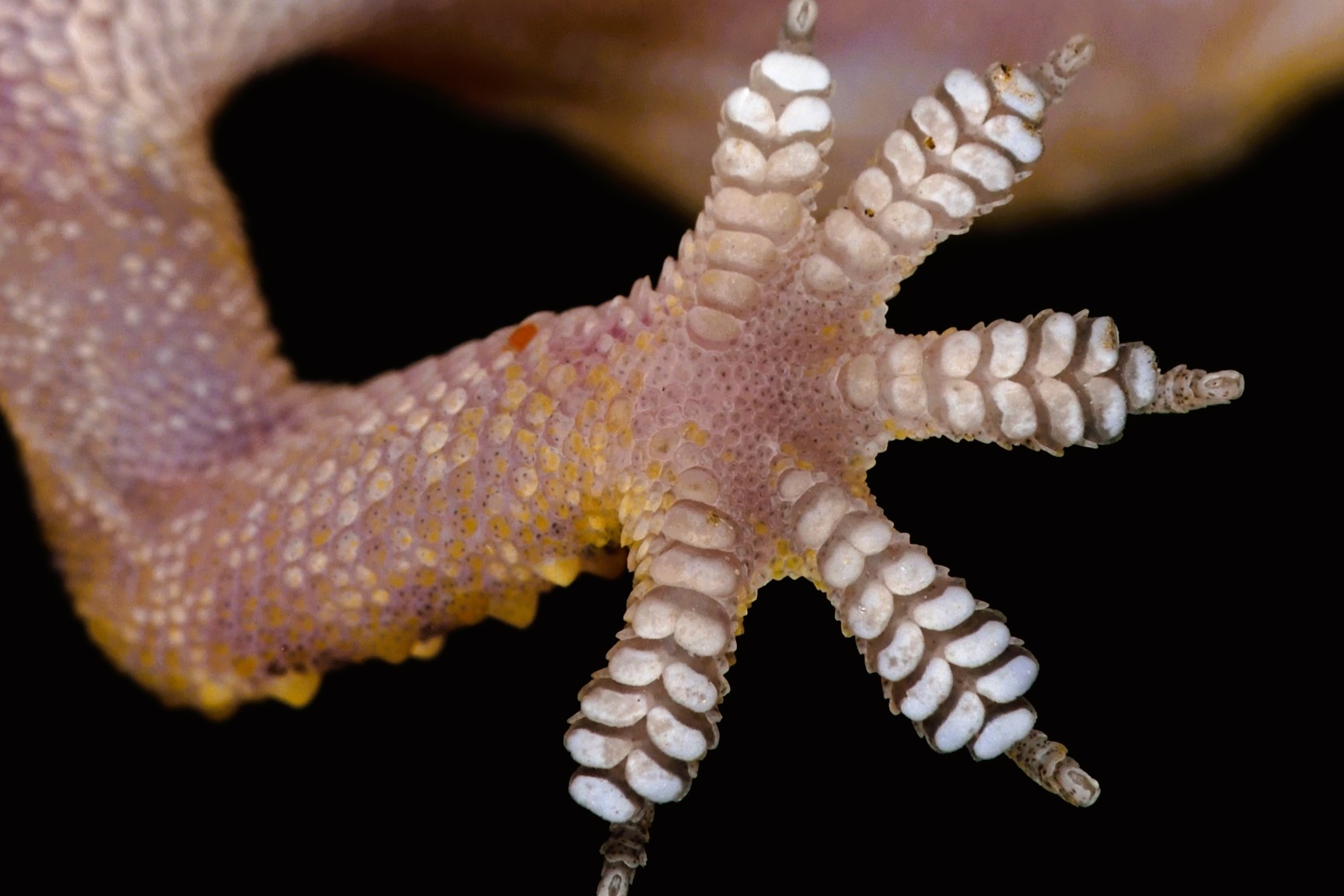 Thumbnail 11 Hemidactylus turcicus