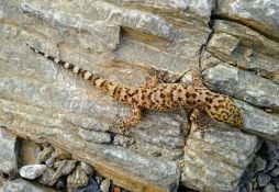 Hemidactylus turcicus