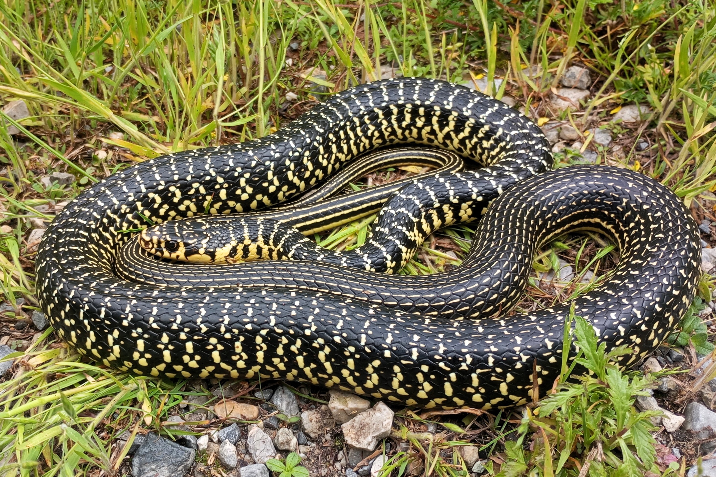 Thumbnail 3 Hierophis viridiflavus