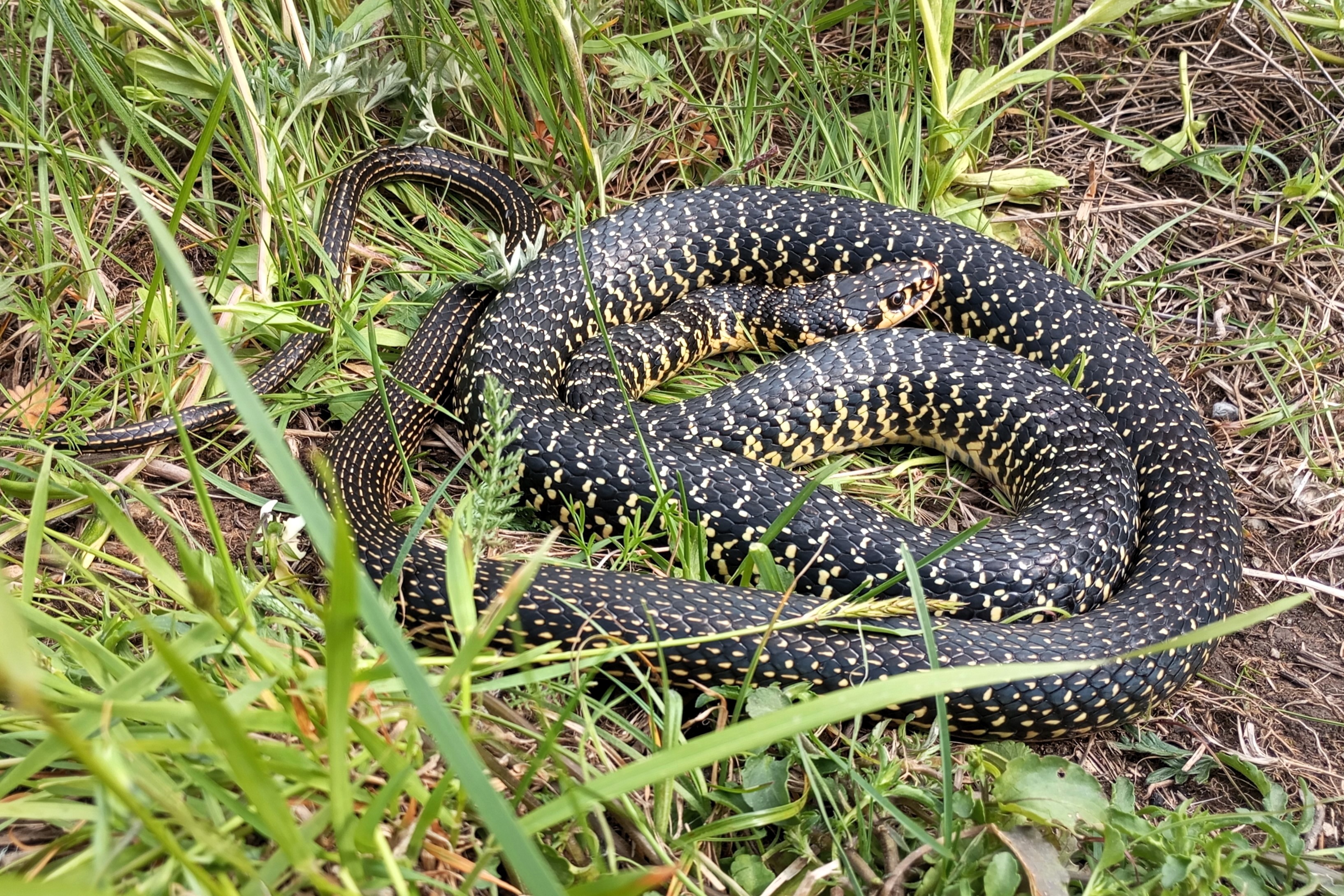 Thumbnail 4 Hierophis viridiflavus