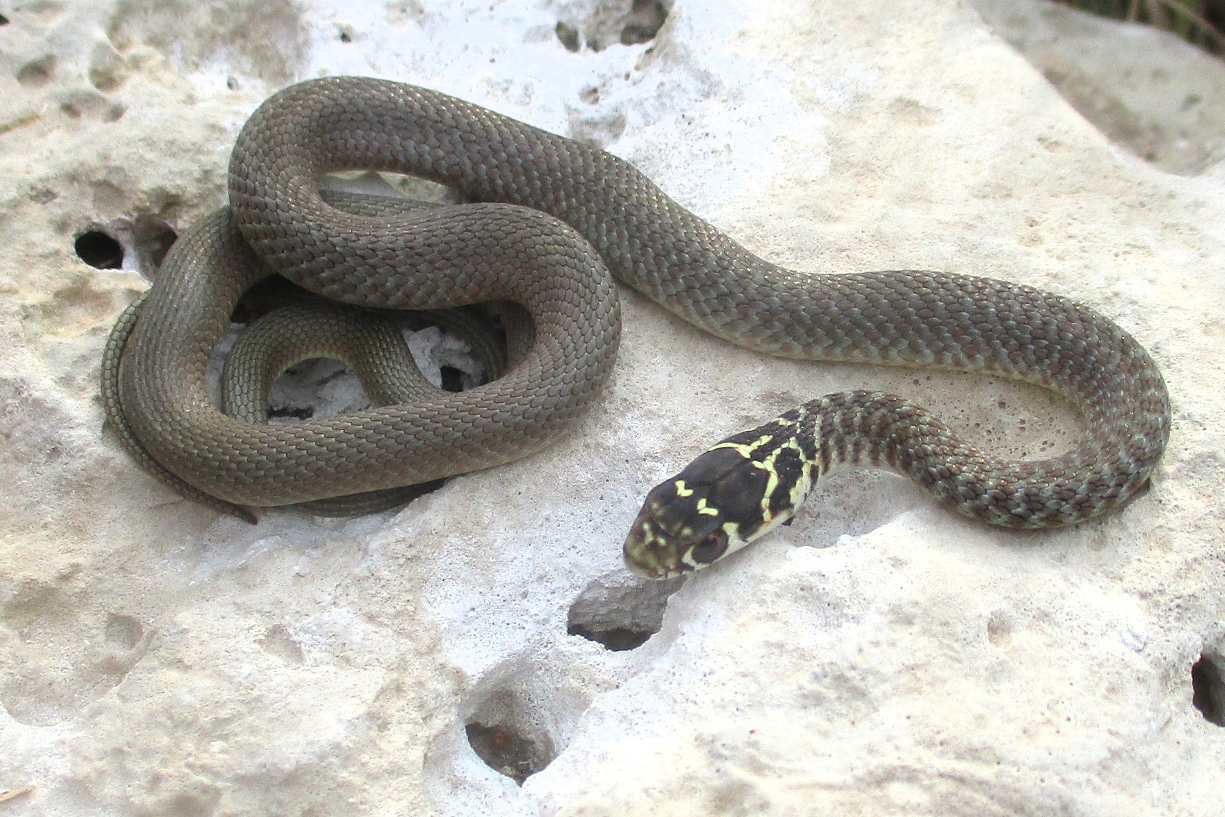 Thumbnail 6 Hierophis viridiflavus