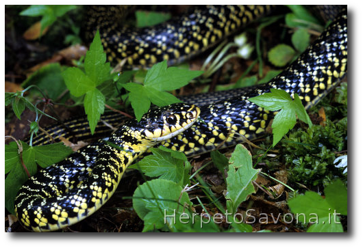 Thumbnail 7 Hierophis viridiflavus