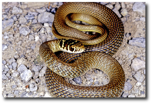 Thumbnail 11 Hierophis viridiflavus