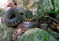 Hierophis viridiflavus