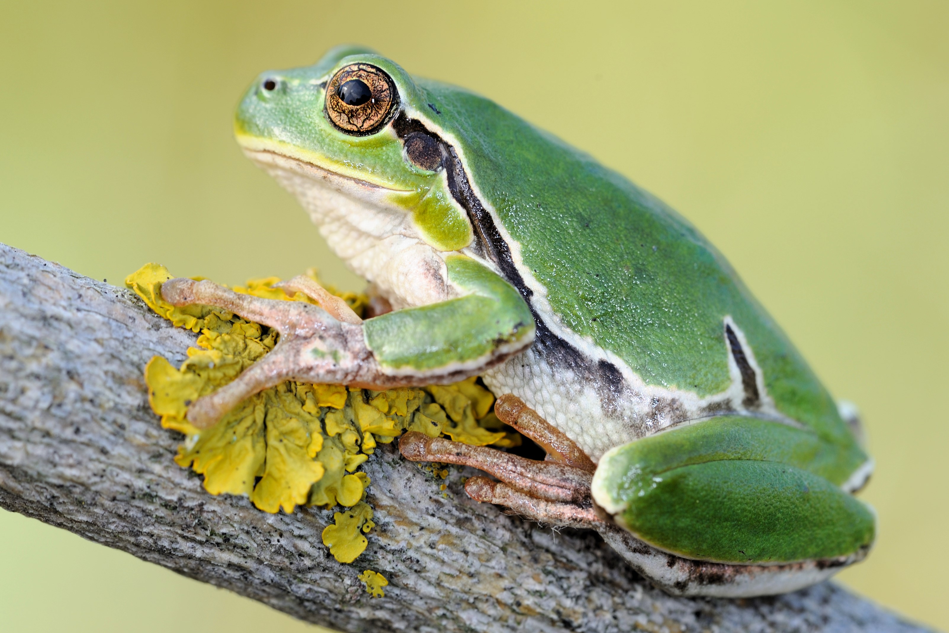 Hyla intermedia
