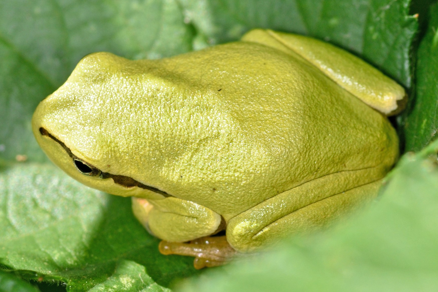 Thumbnail 7 Hyla intermedia