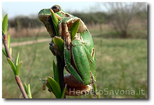 Thumbnail 9 Hyla intermedia