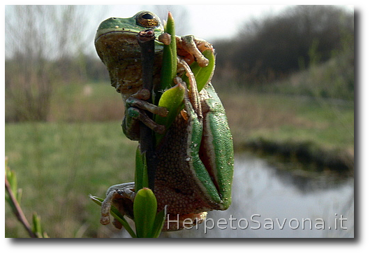 Thumbnail 10 Hyla intermedia