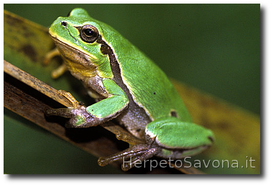 Thumbnail 11 Hyla intermedia