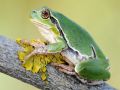 Hyla intermedia