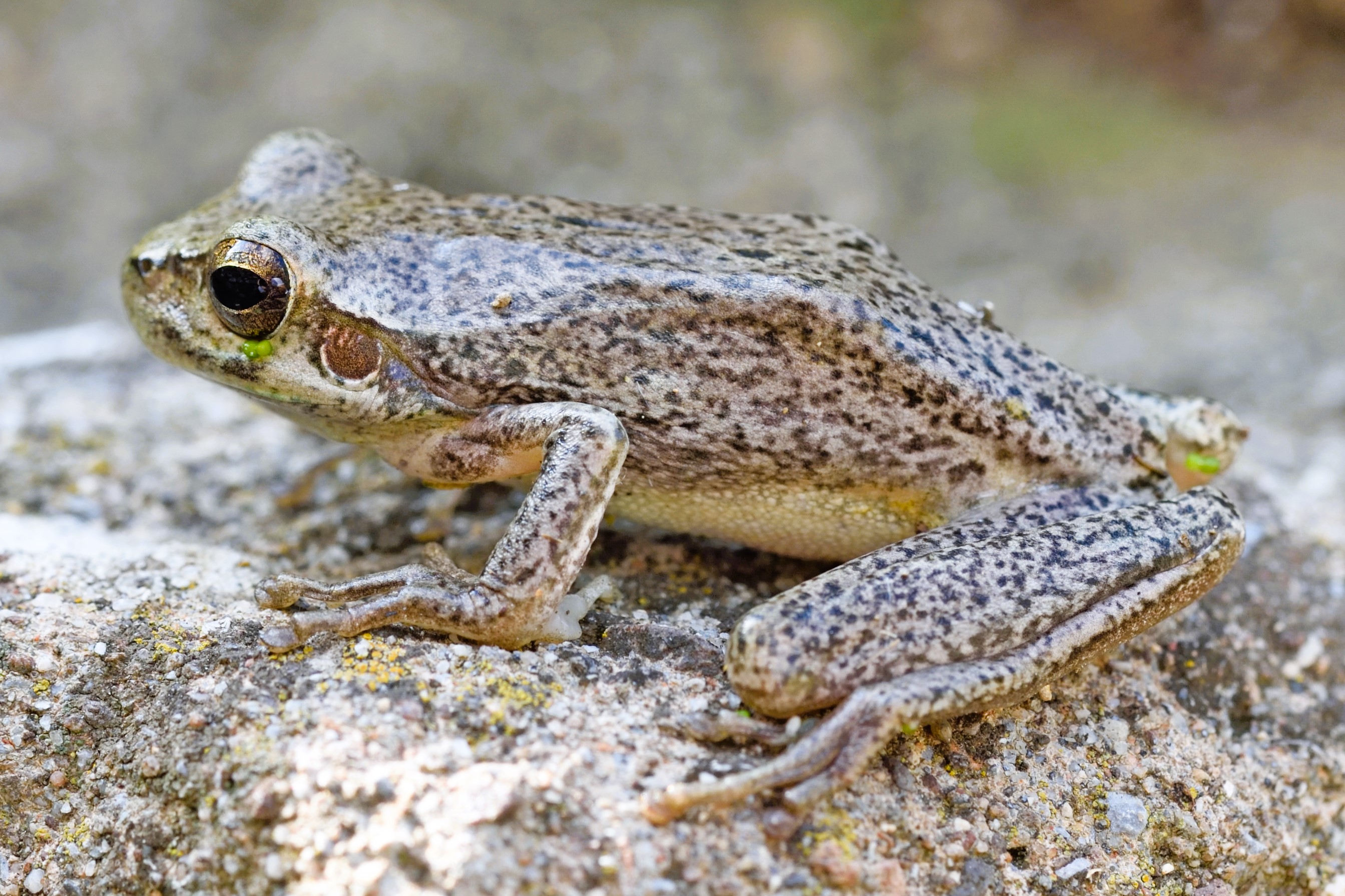 Thumbnail 2 Hyla meridionalis