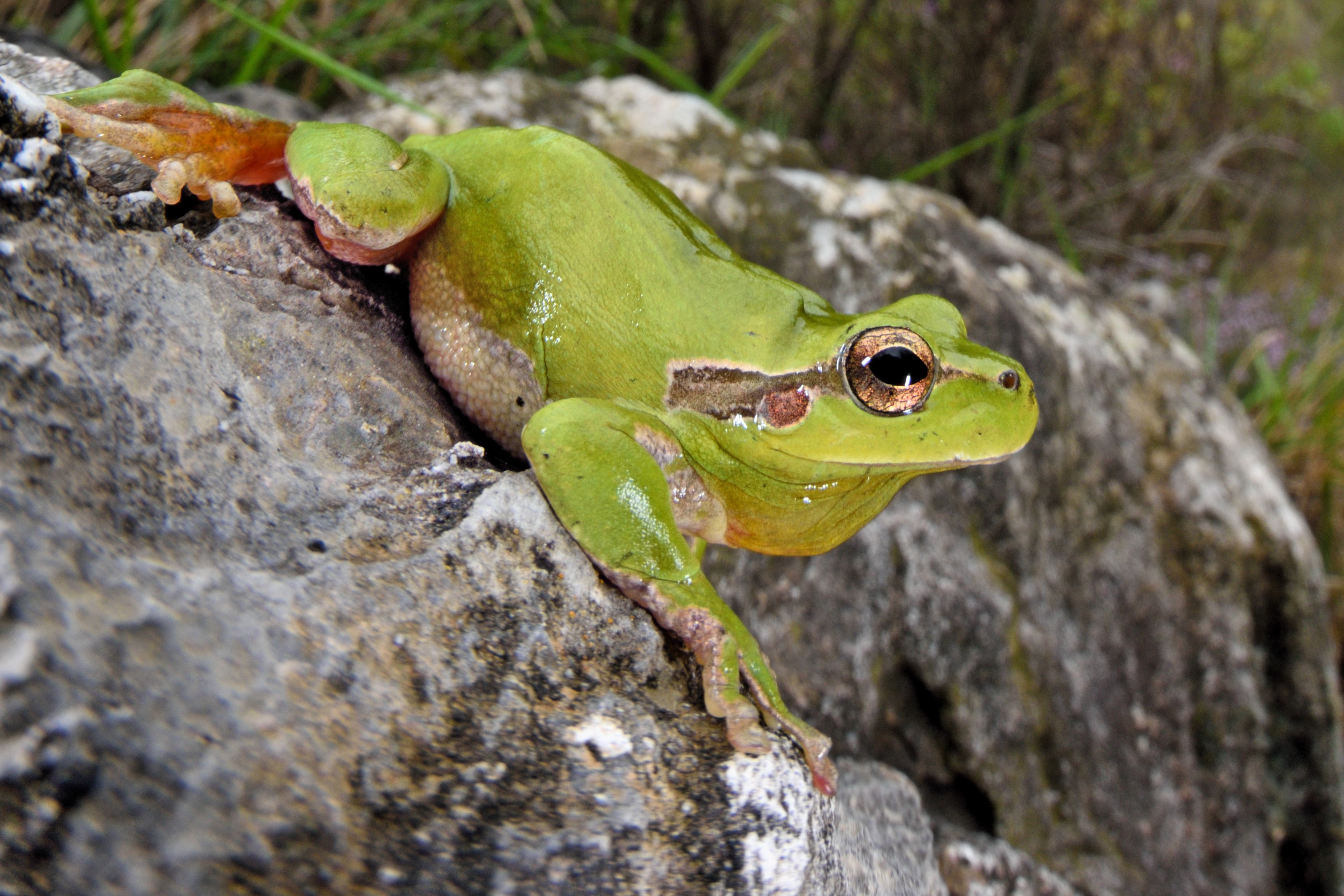 Thumbnail 3 Hyla meridionalis