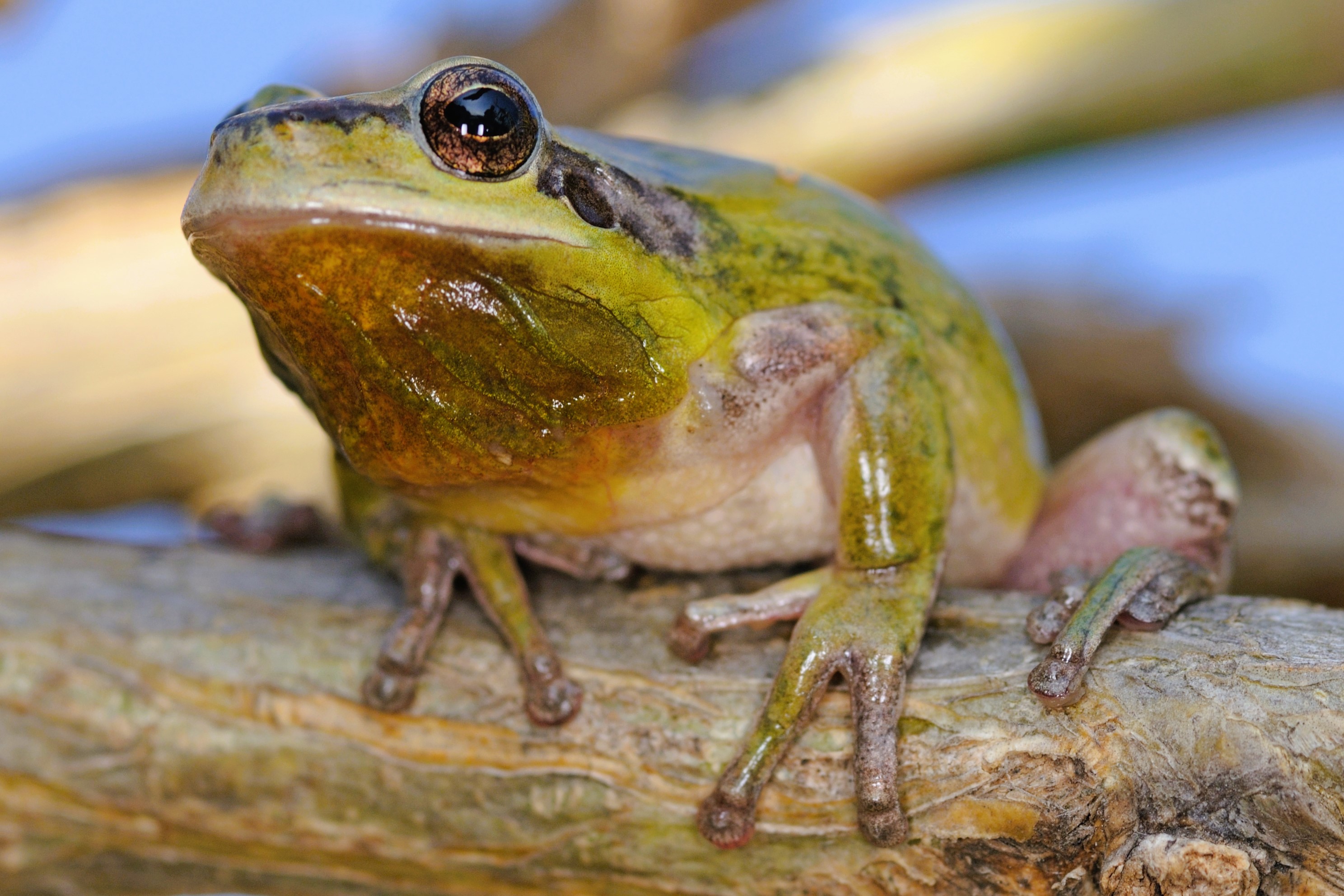 Thumbnail 4 Hyla meridionalis