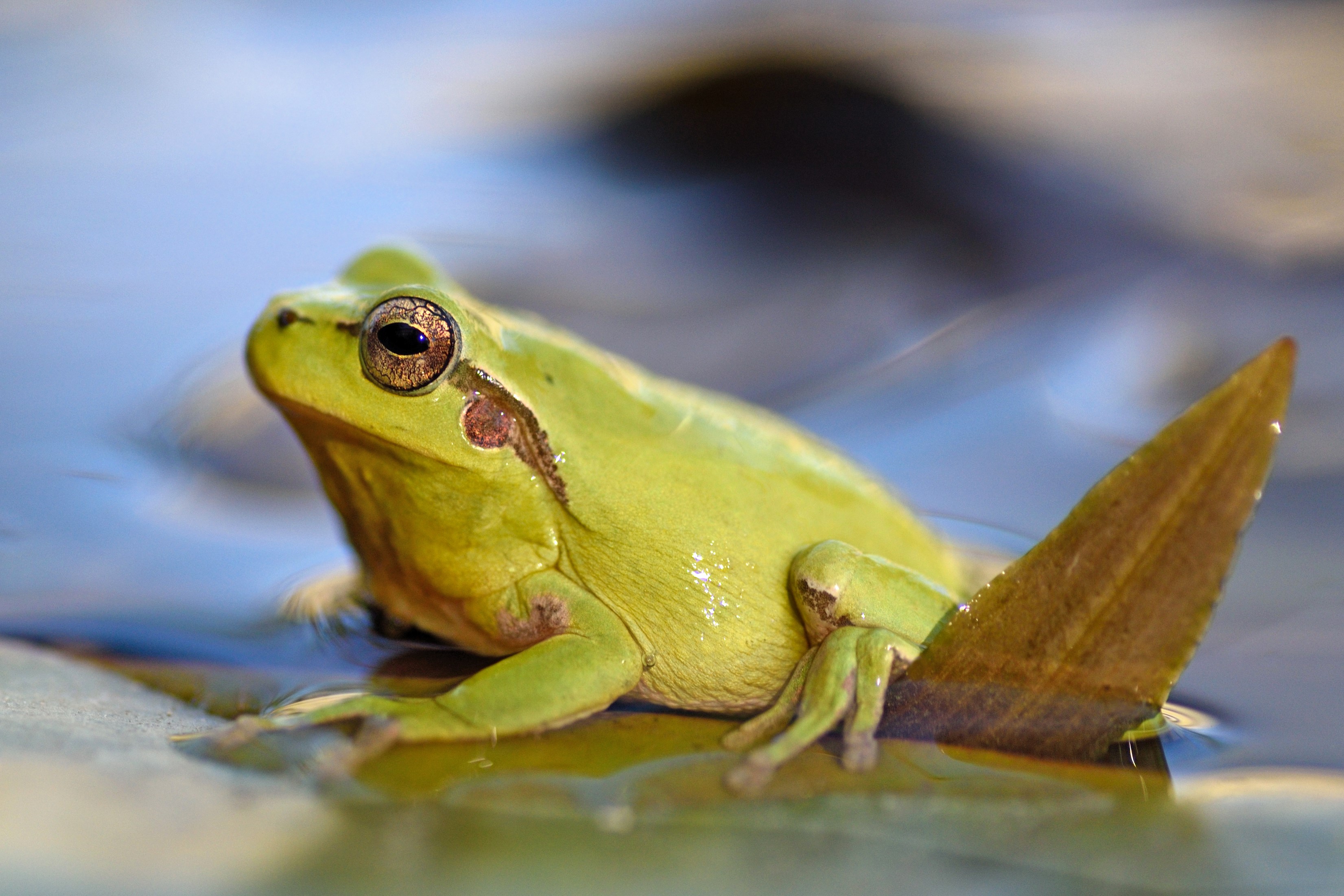 Thumbnail 6 Hyla meridionalis