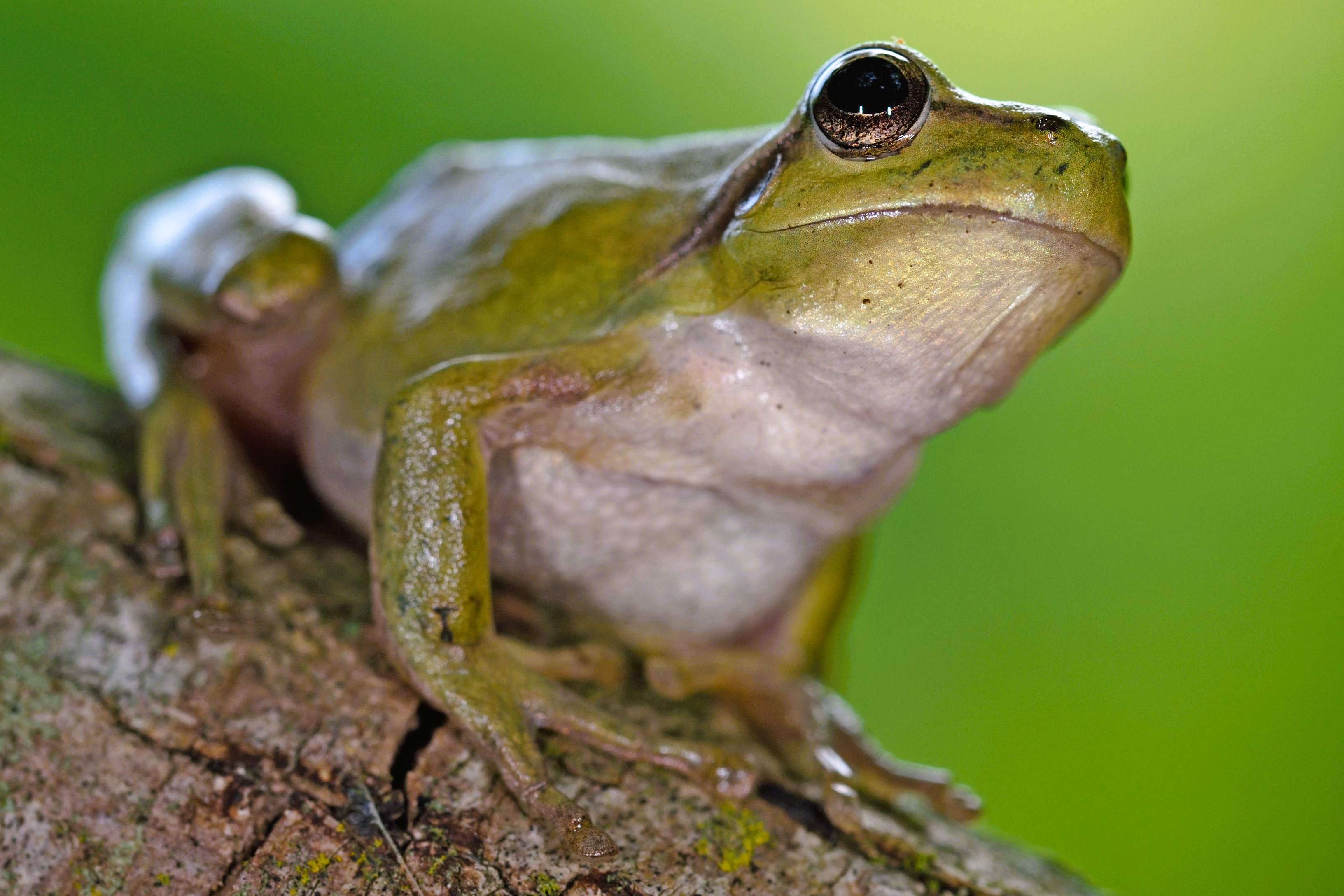 Thumbnail 7 Hyla meridionalis