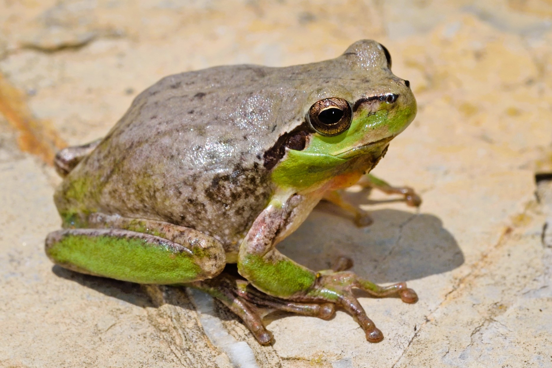 Thumbnail 9 Hyla meridionalis