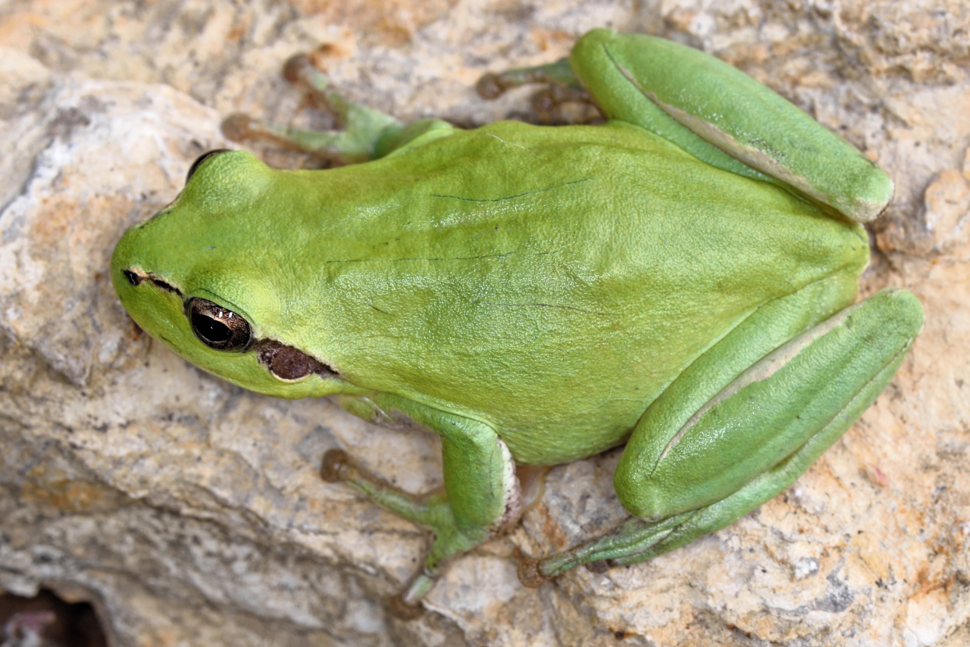 Thumbnail 11 Hyla meridionalis