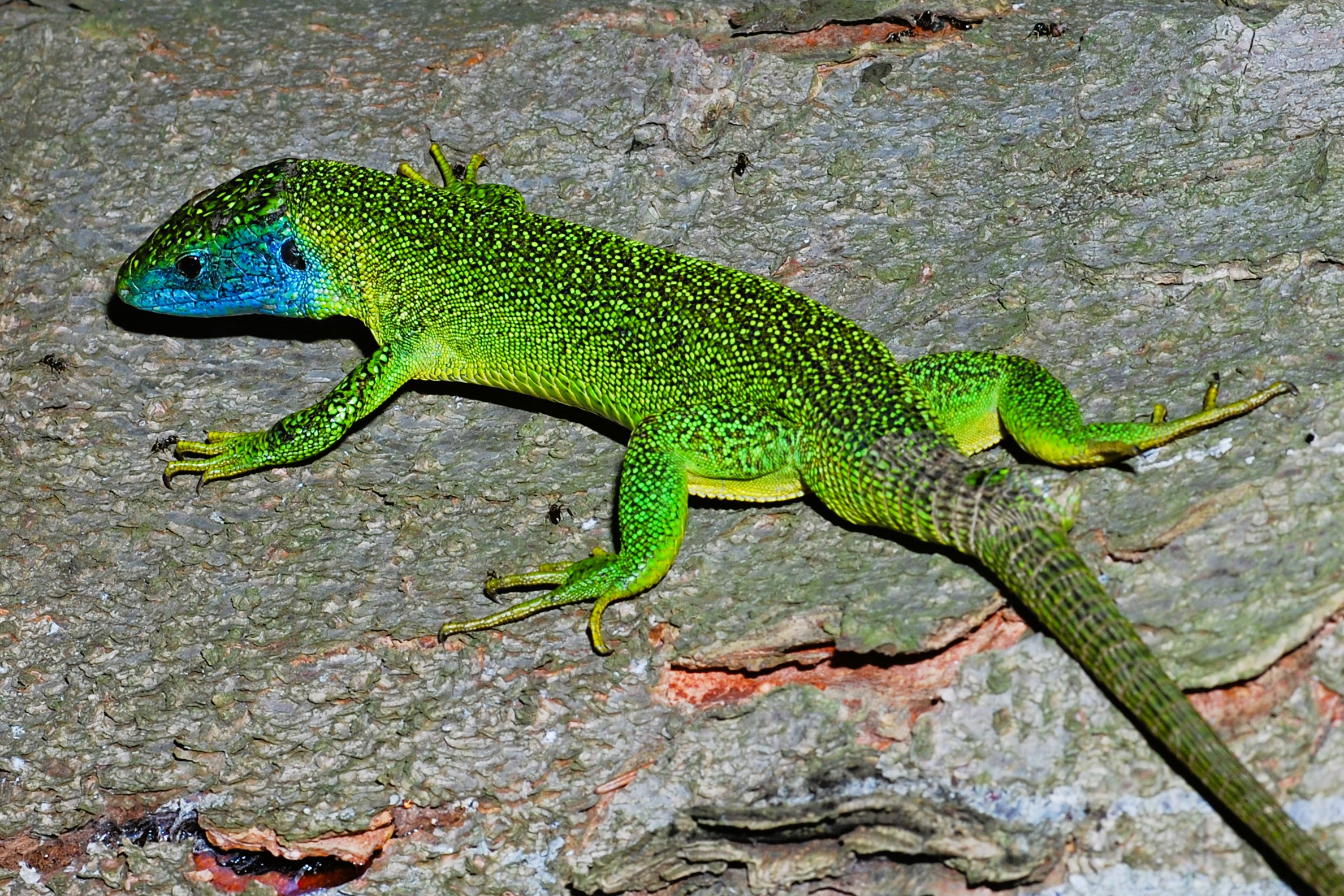 Thumbnail 2 Lacerta bilineata