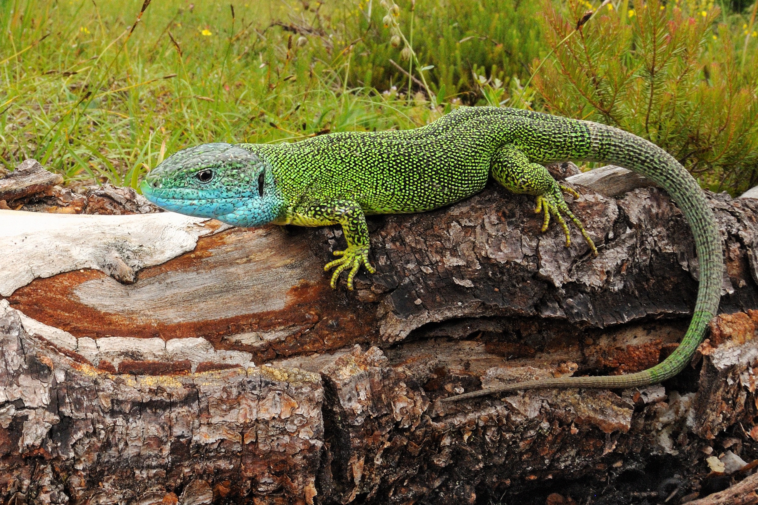 Thumbnail 5 Lacerta bilineata