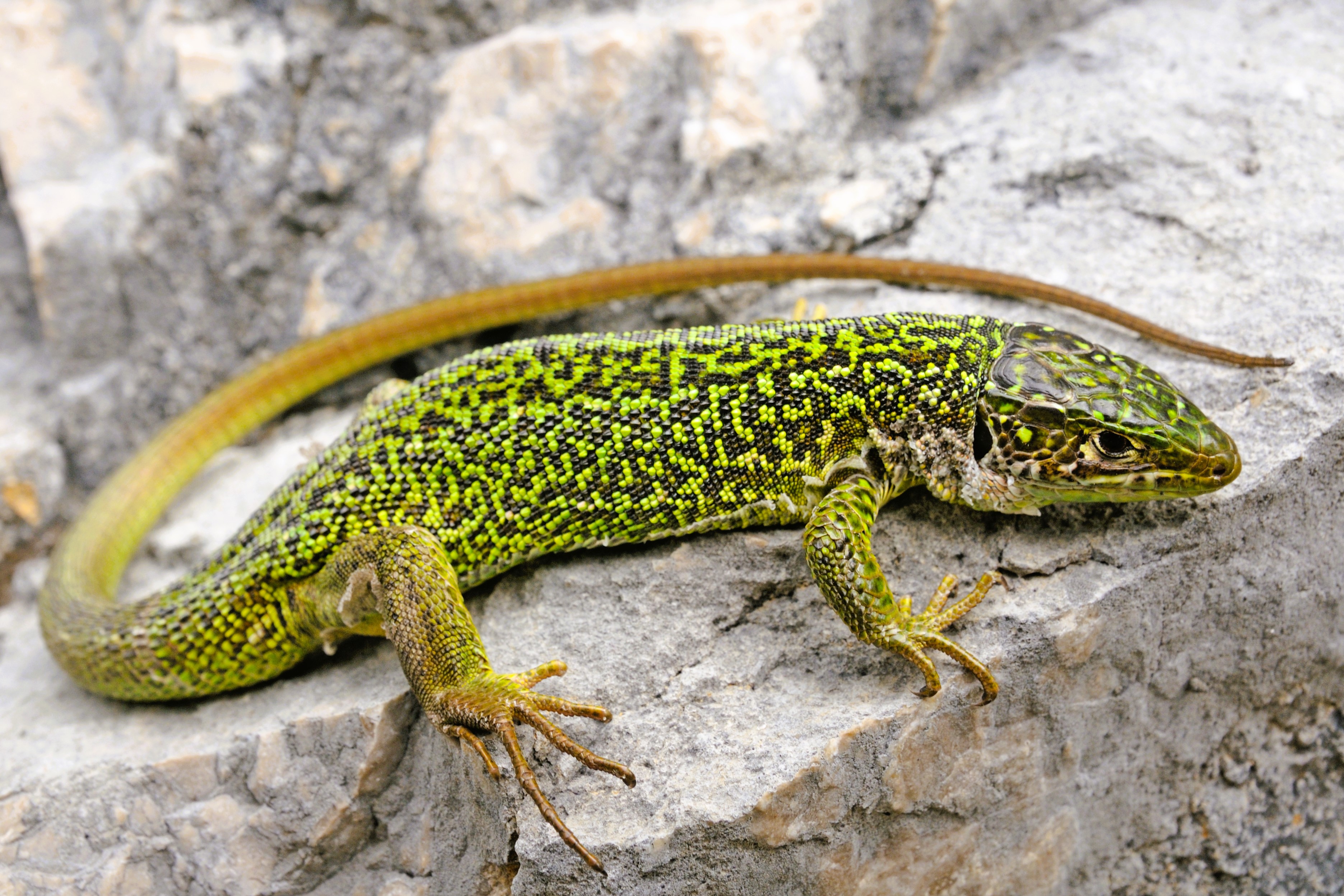 Thumbnail 7 Lacerta bilineata