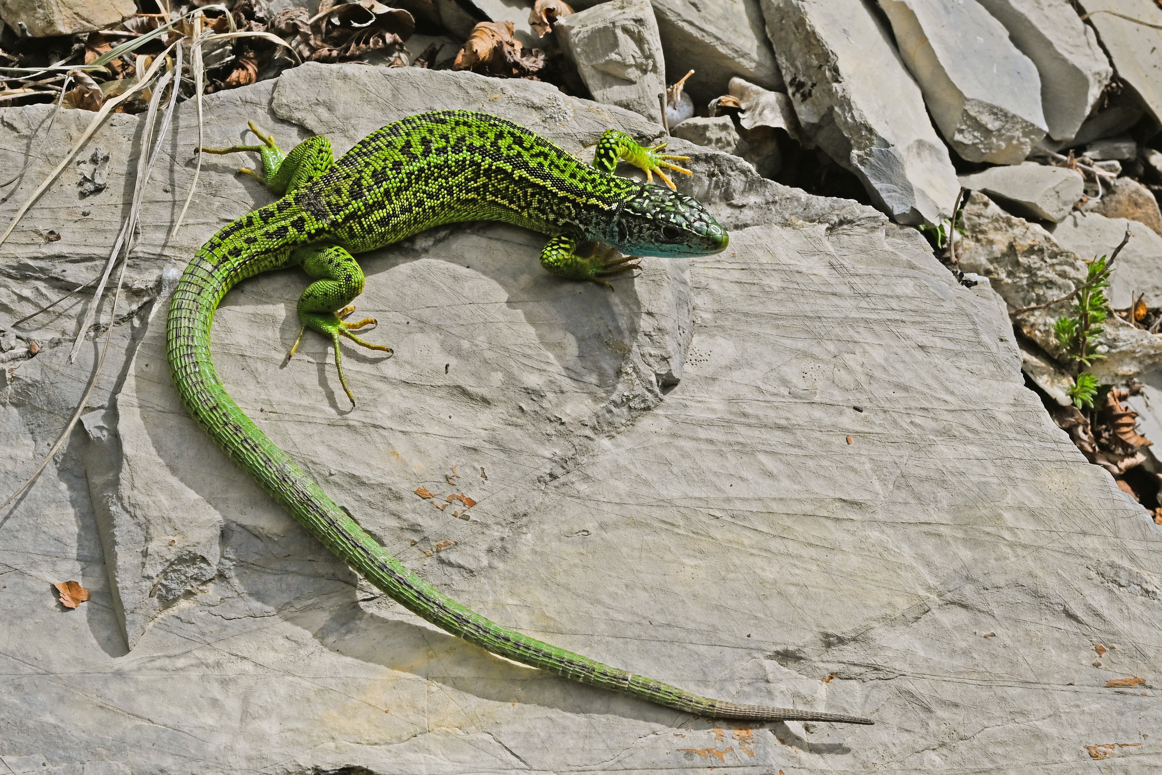 Thumbnail 11 Lacerta bilineata