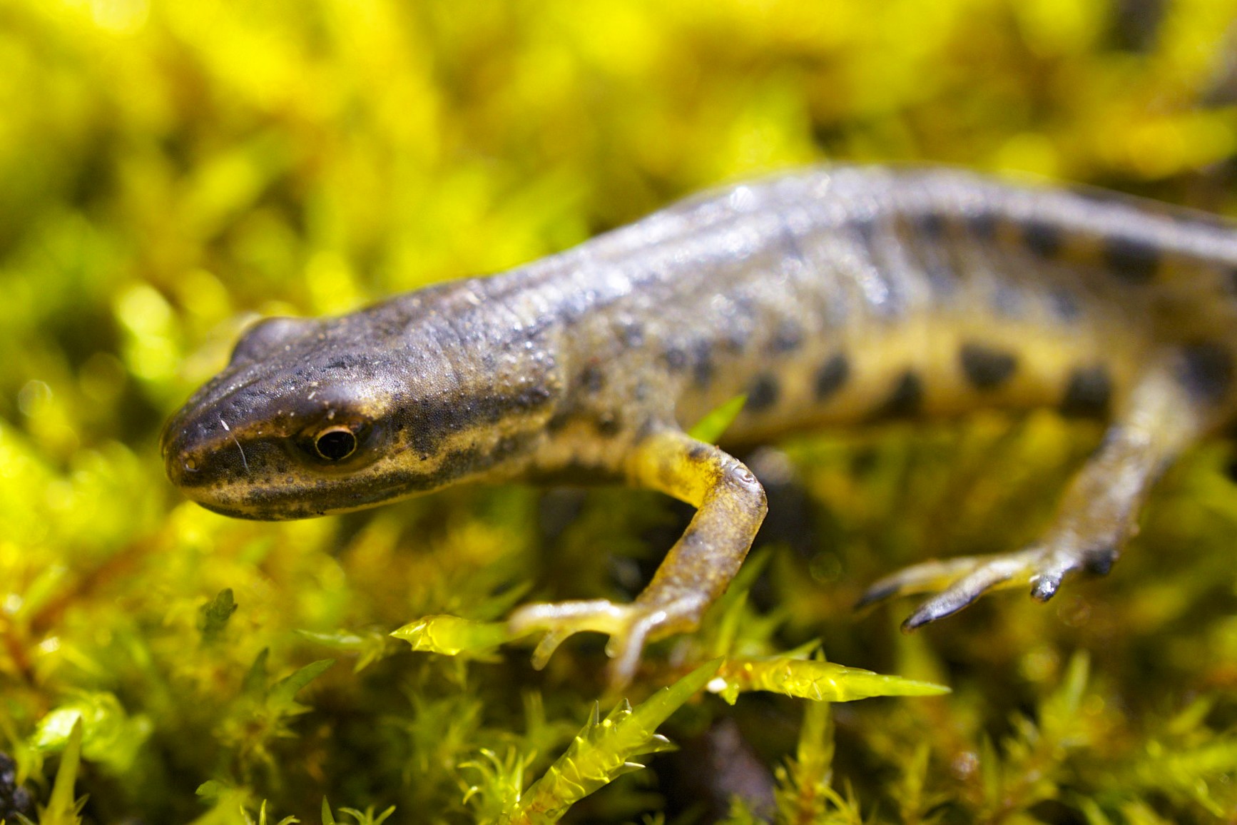 Lissotriton vulgaris