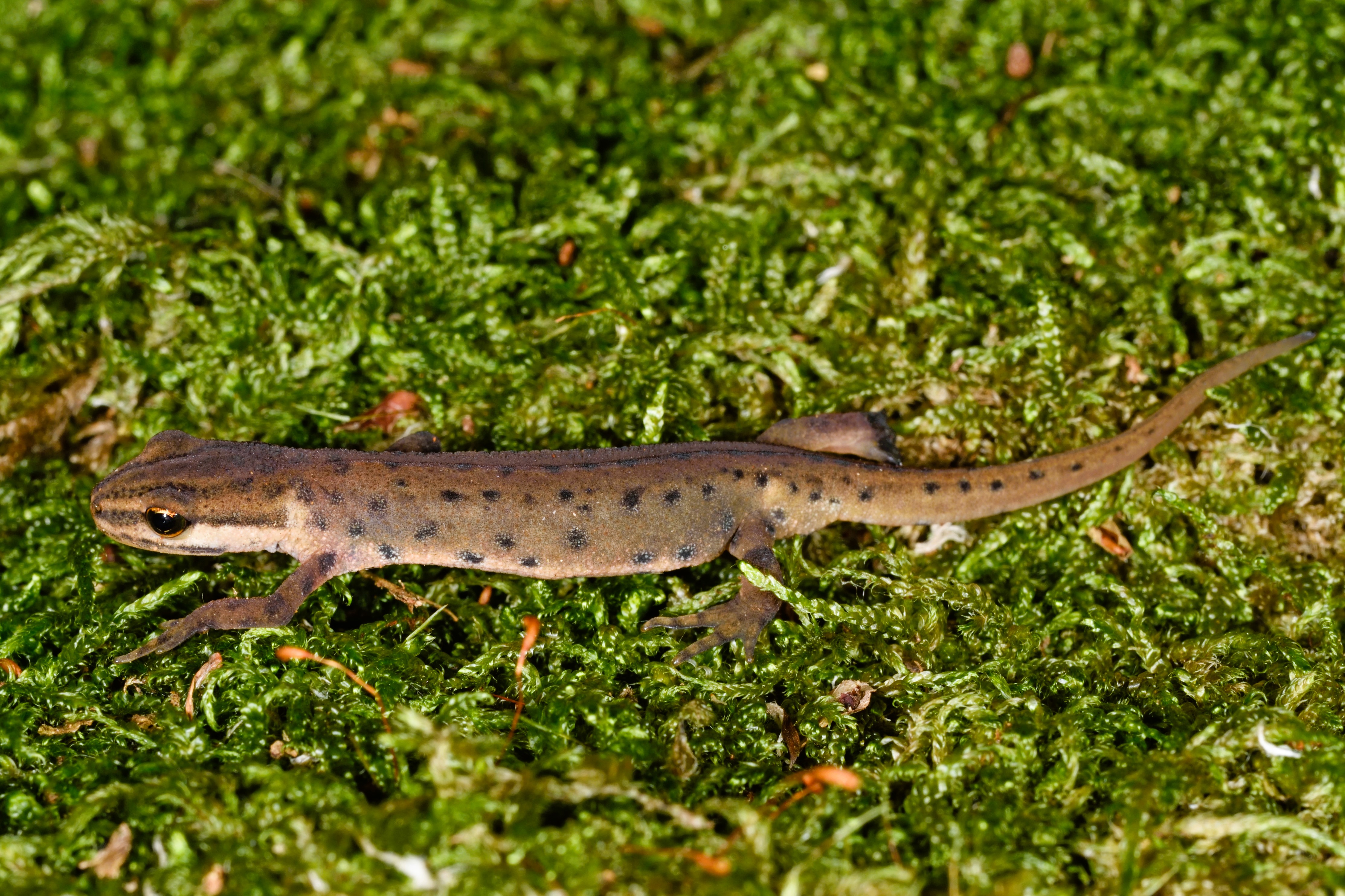 Thumbnail 2 Lissotriton vulgaris