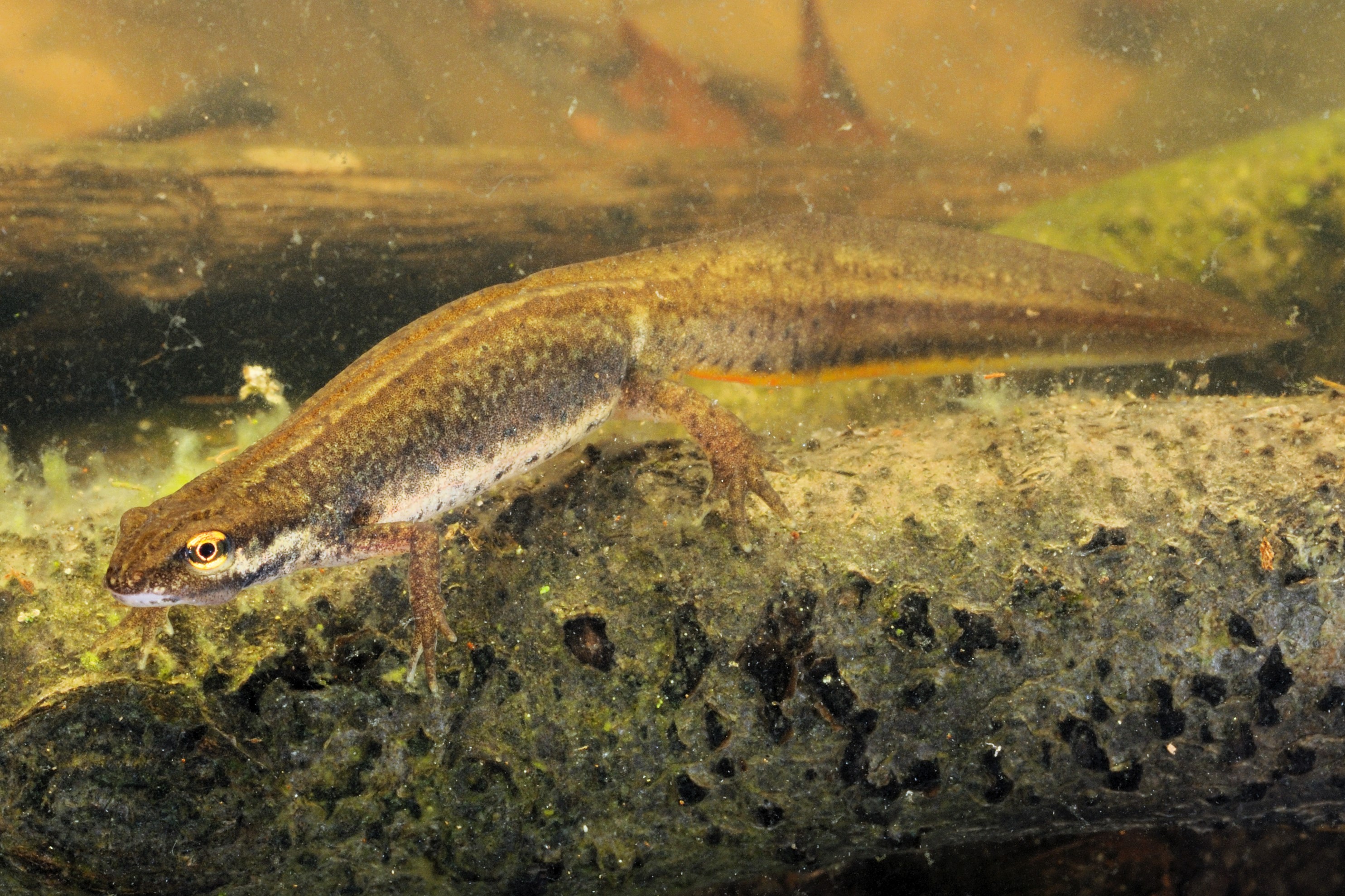 Thumbnail 3 Lissotriton vulgaris