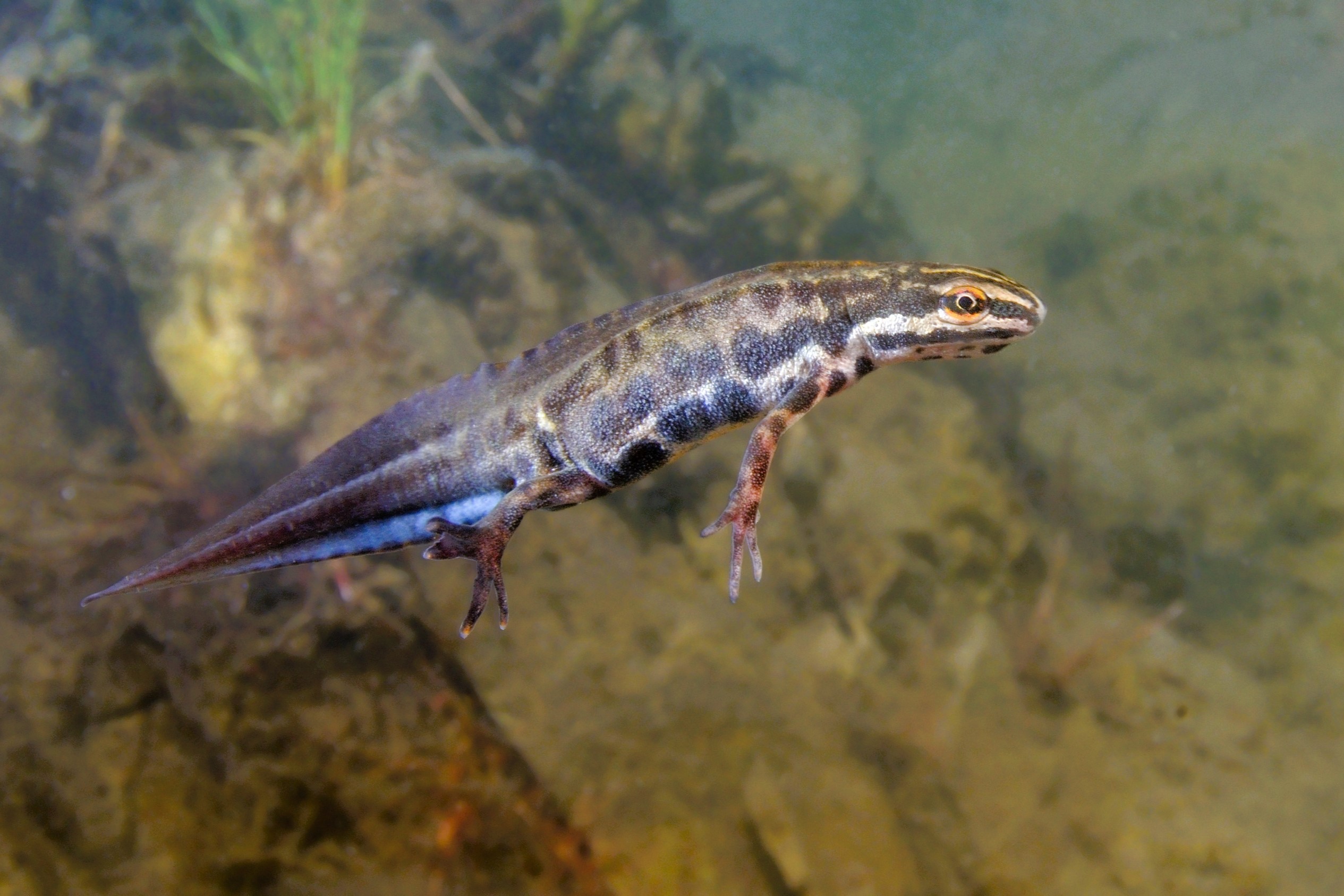 Thumbnail 5 Lissotriton vulgaris