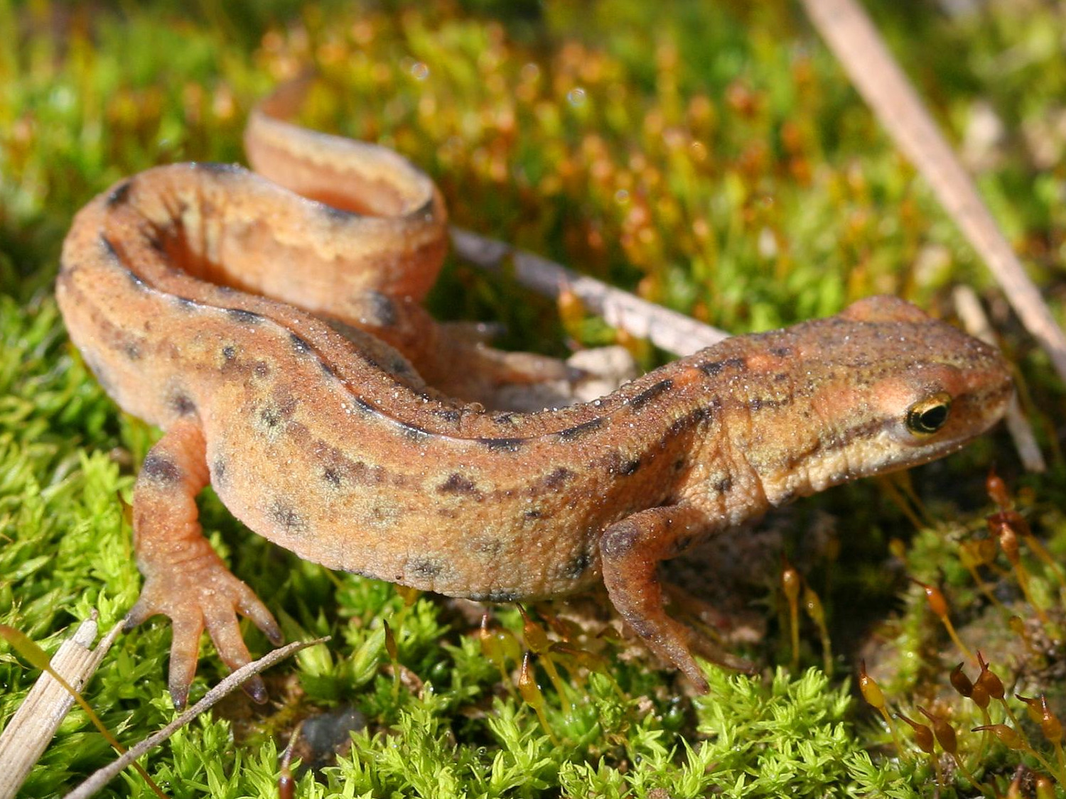 Thumbnail 9 Lissotriton vulgaris