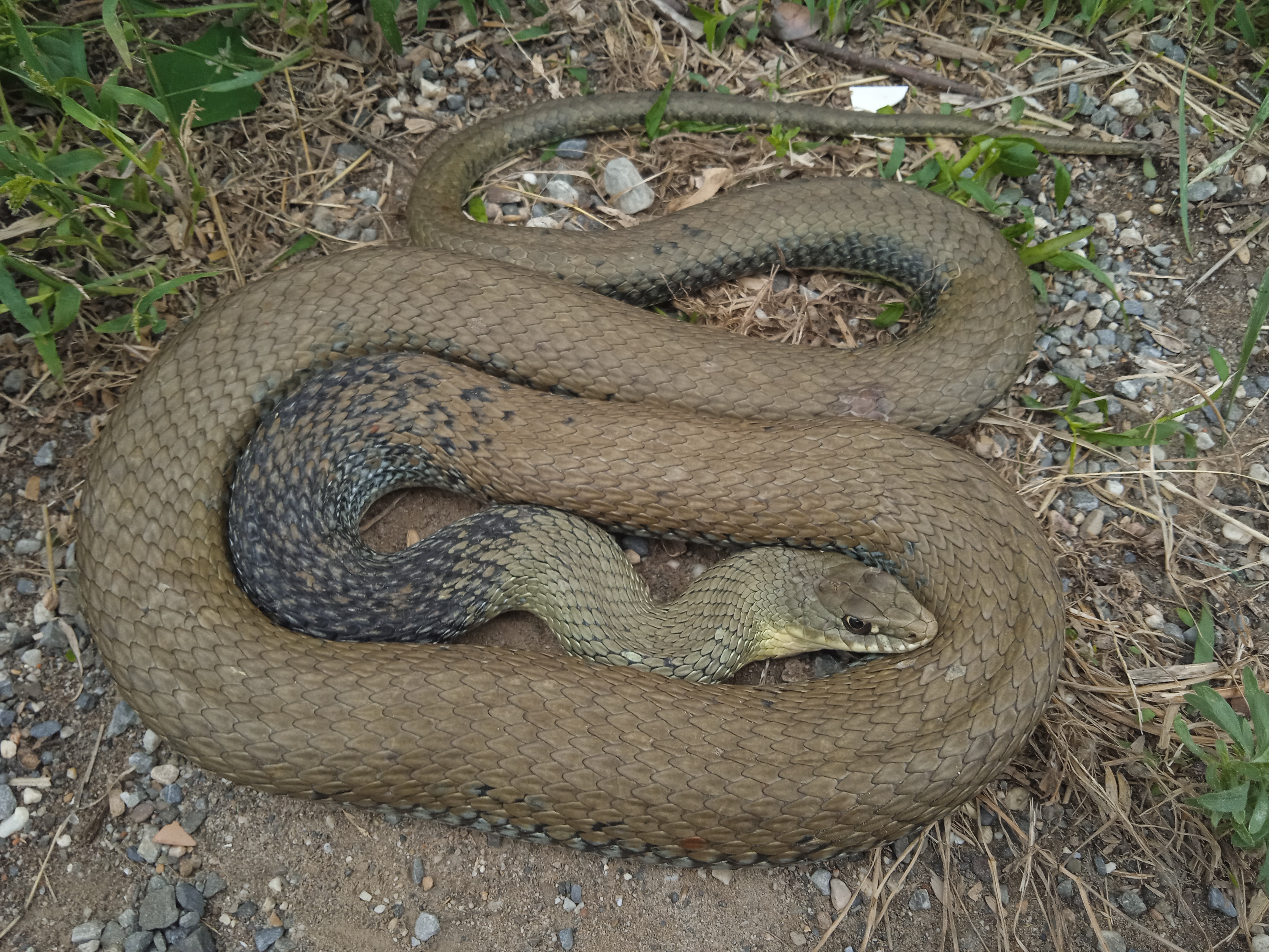 Thumbnail 3 Malpolon monspessulanus