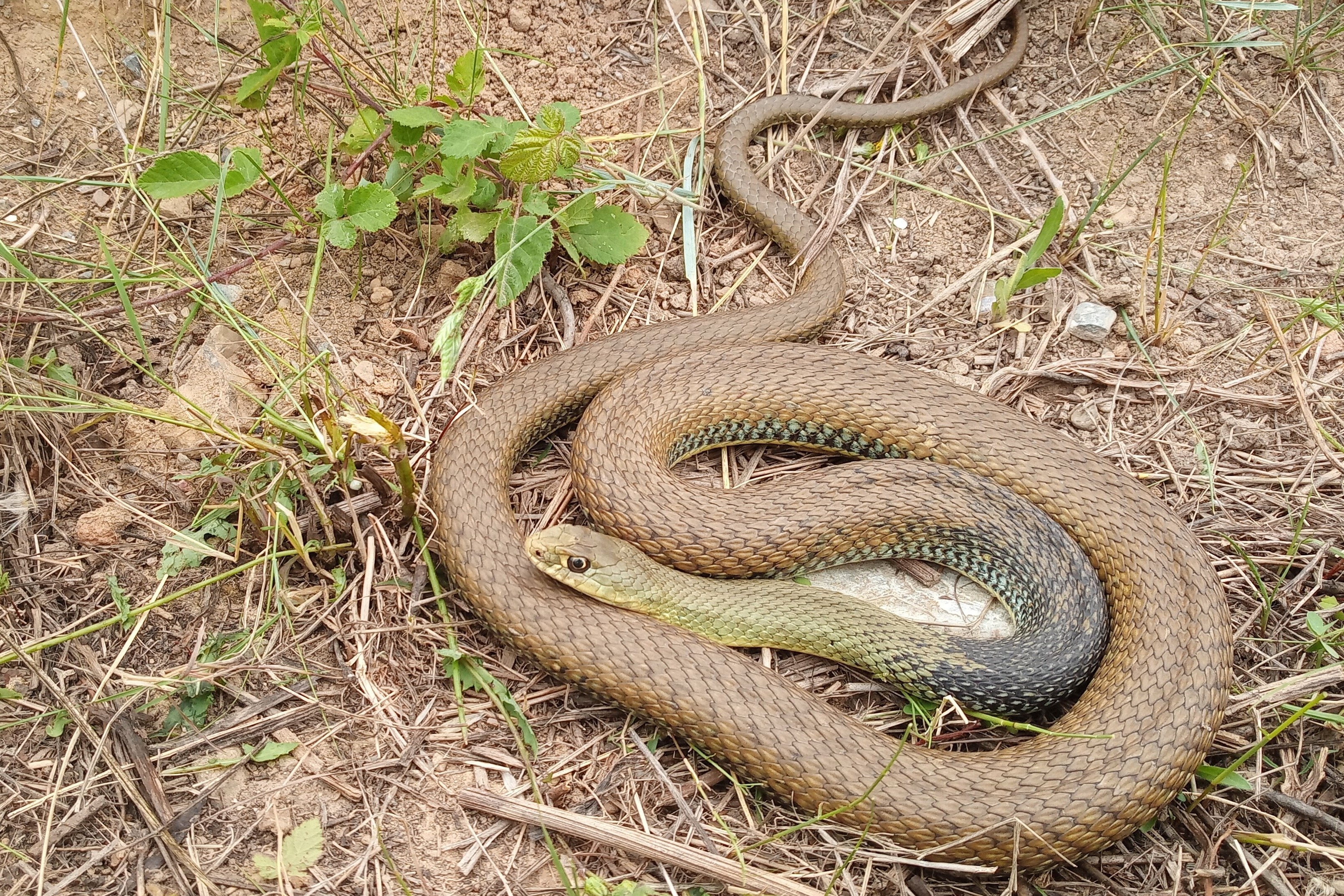 Thumbnail 4 Malpolon monspessulanus