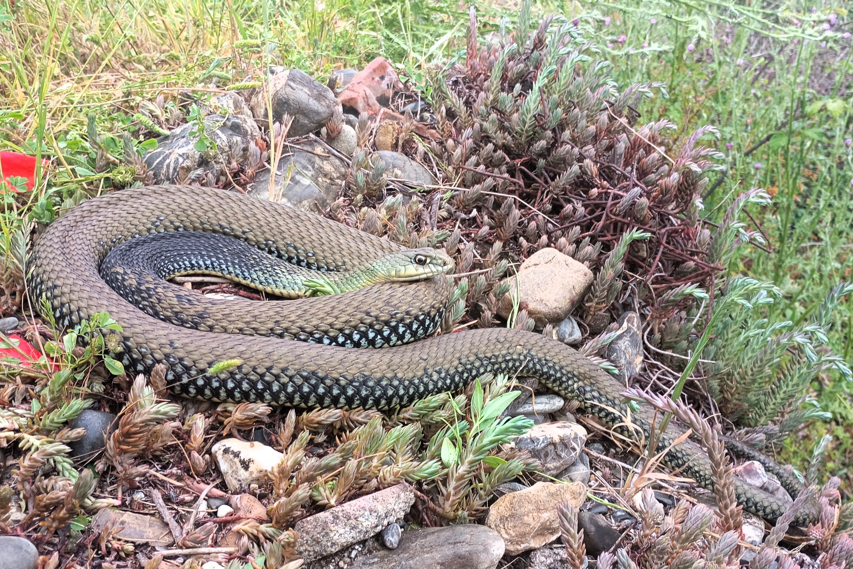 Thumbnail 6 Malpolon monspessulanus