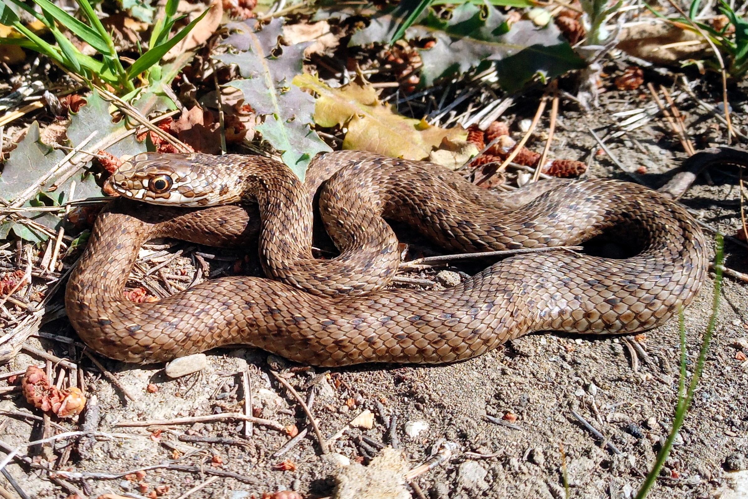 Thumbnail 7 Malpolon monspessulanus